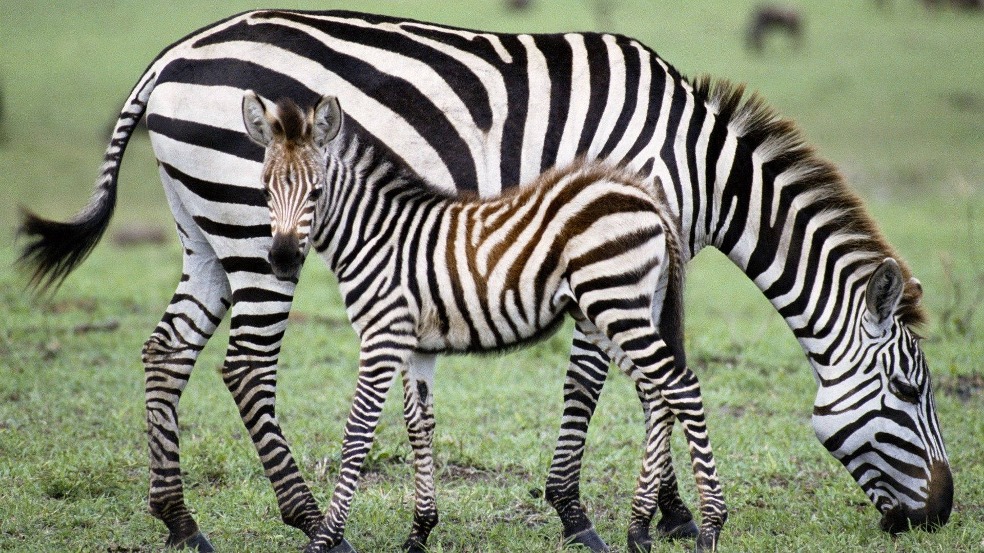 Zebra 桌布 壁紙 — 斑馬媽媽和牠的幼崽一起站在陽光明媚的草原稀樹草原上，幼崽看起來警覺，媽媽在吃草。