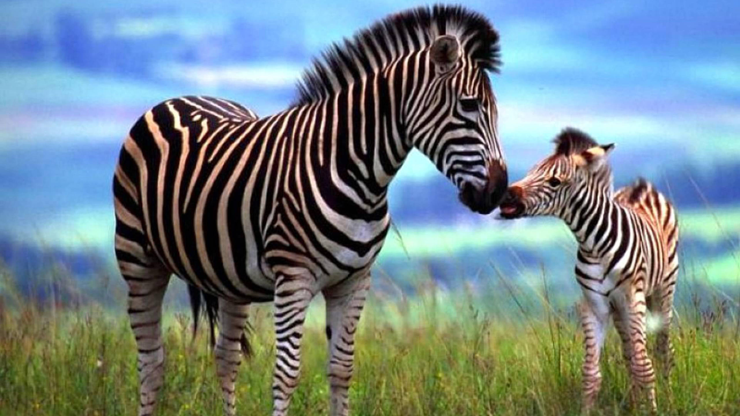 Zebra 桌布 壁紙 — 斑馬媽媽在明亮的藍天下，於充滿活力的草原稀樹草原上輕蹭她的幼崽。