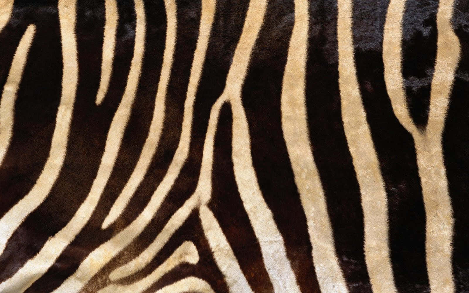 Animal Fur 桌布 壁紙 — 斑馬毛皮特寫，展現大膽的黑色和奶油色條紋及柔軟有質感的毛髮。