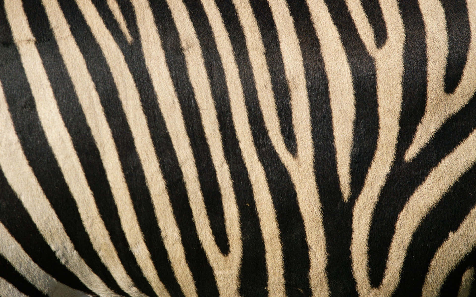 Animal Print 桌布 壁紙 — 斑馬毛皮的近距離特寫，展現大膽的黑色和奶油色條紋，帶有自然紋理和輕微磨損。