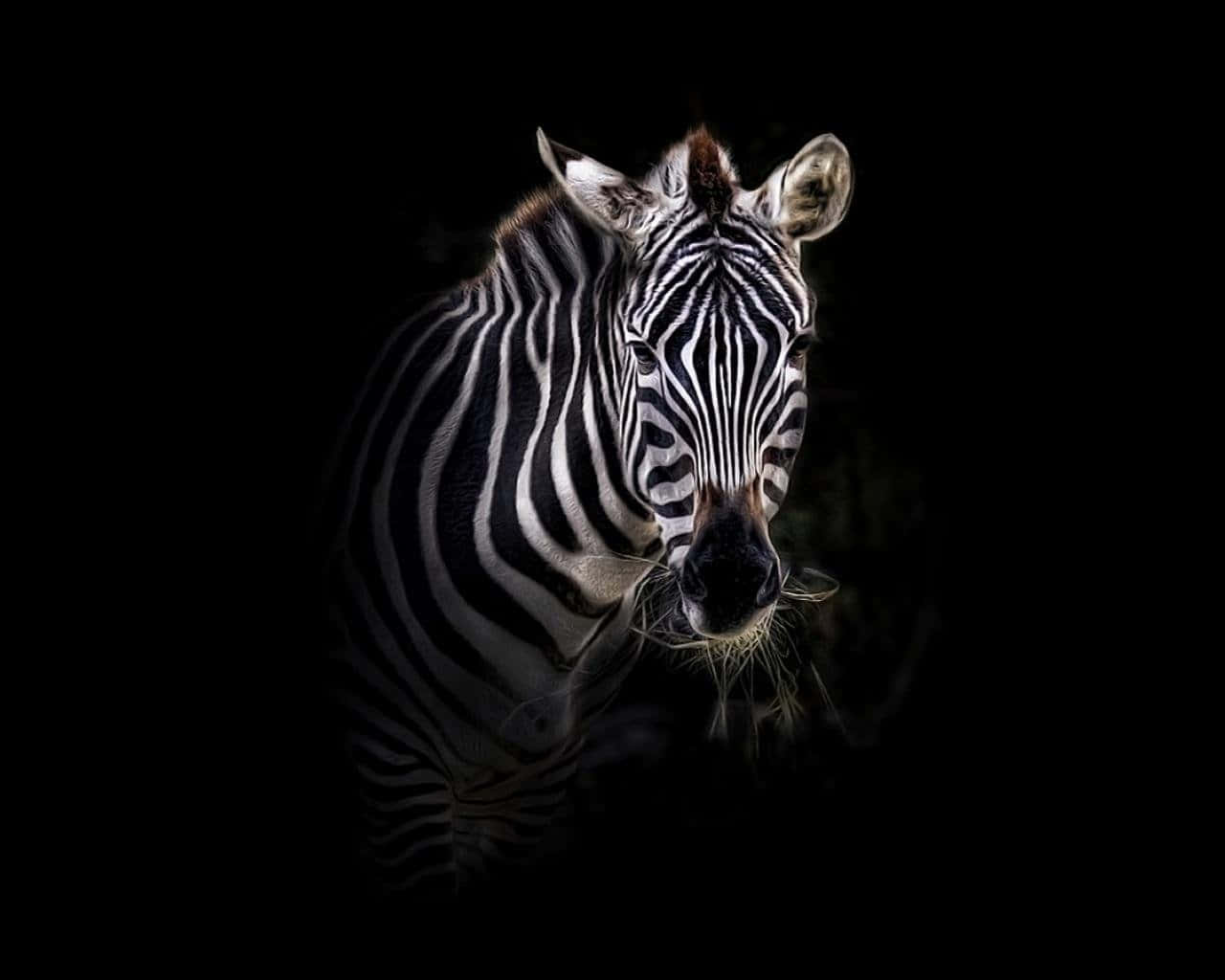 Zebra 桌布 壁紙 — 斑馬的頭部和肩膀在純黑色背景下以戲劇性燈光照亮。