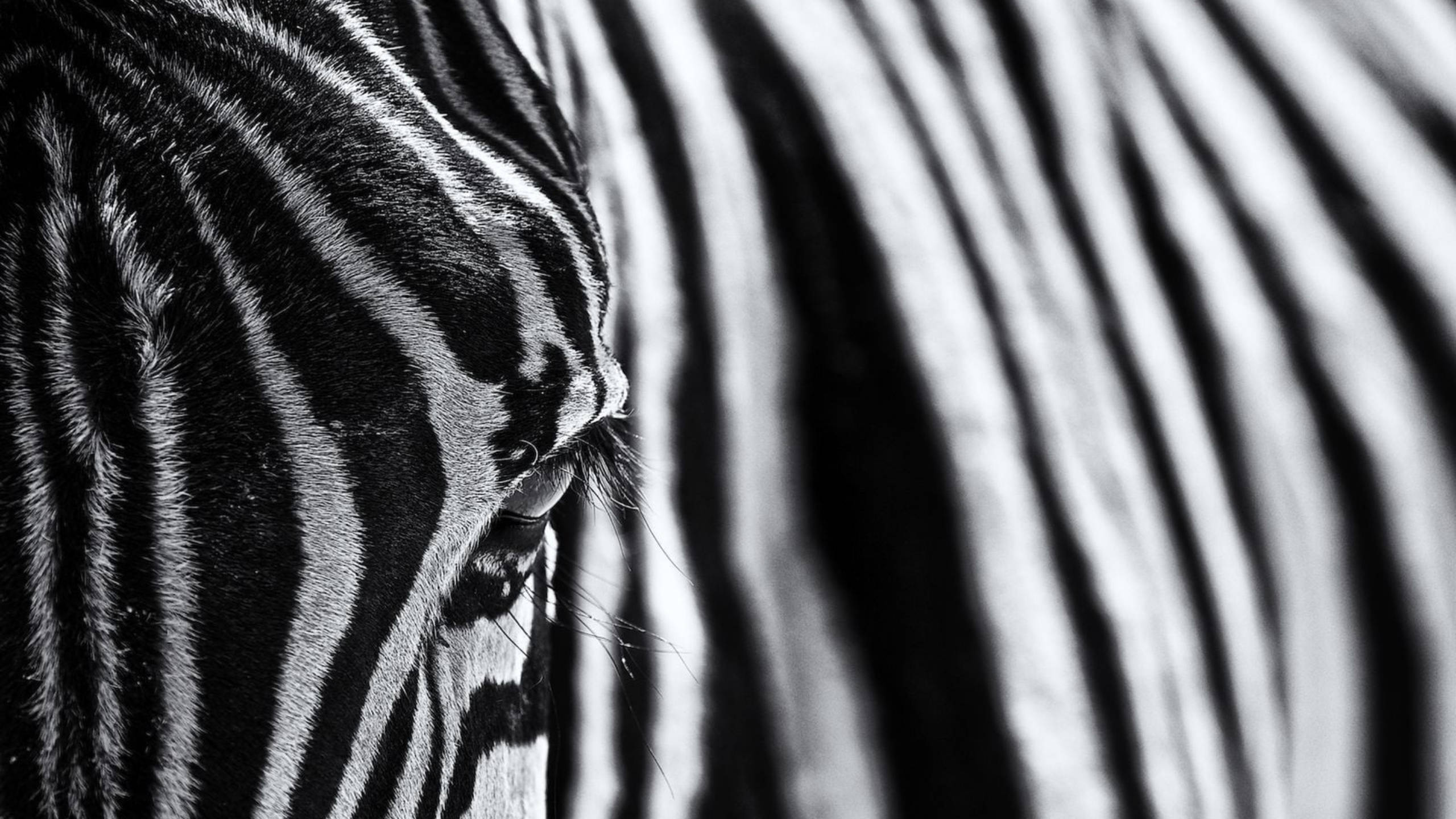 Zebra 桌布 壁紙 — 斑馬眼睛和條紋口鼻部的黑白特寫照片，景深較淺。