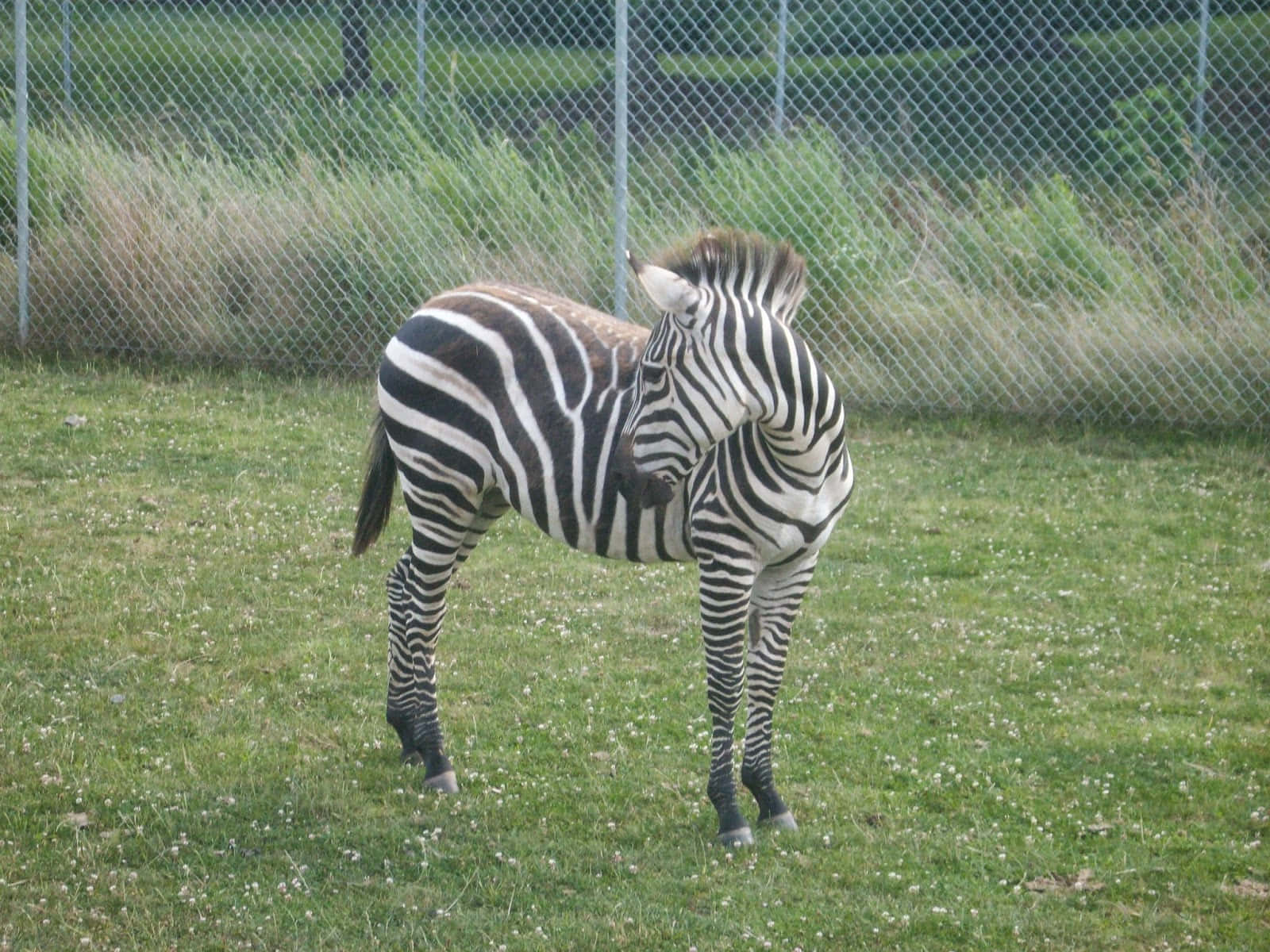 Zoo Animal 桌布 壁紙 — 斑馬站在有草的圍欄後面，背景有高大的綠色灌木。