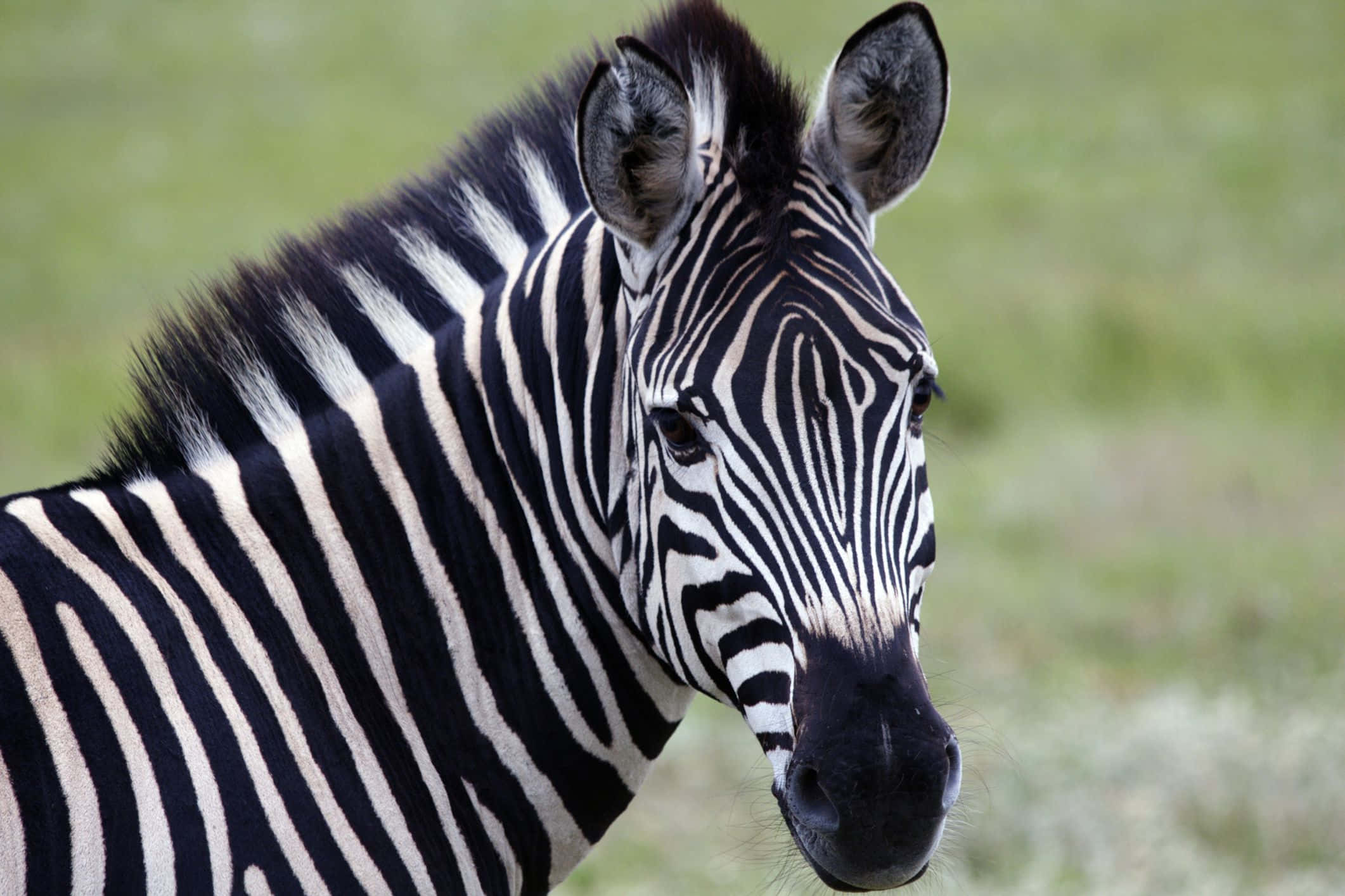 Zebra 桌布 壁紙 — 斑馬頭部和頸部的特寫，在柔和的綠色草地背景下顯示出清晰的黑色和白色條紋。
