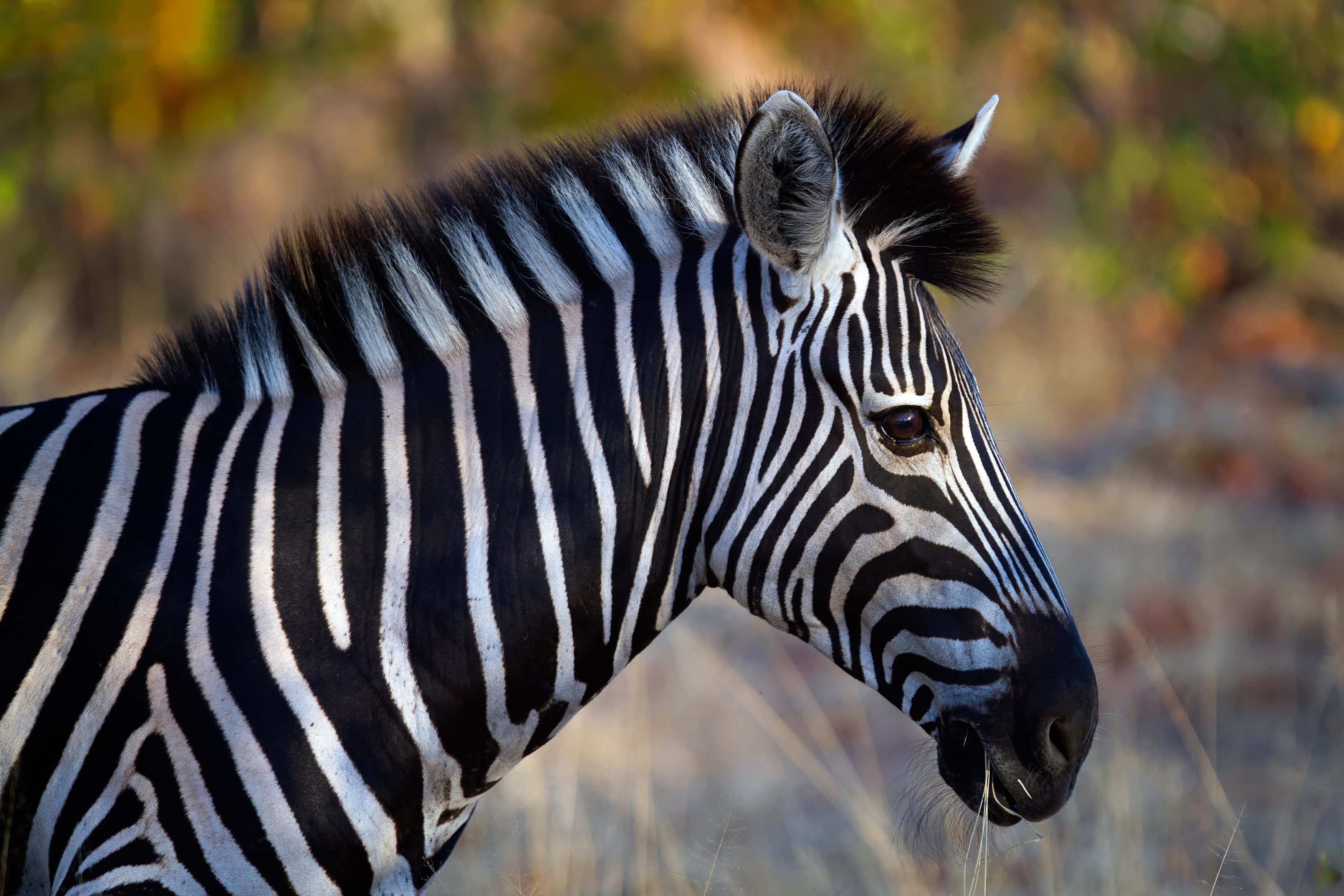 Zebra 桌布 壁紙 — 斑馬頭部和頸部的特寫，在模糊的金棕色稀樹草原背景下呈現出清晰的黑白條紋。