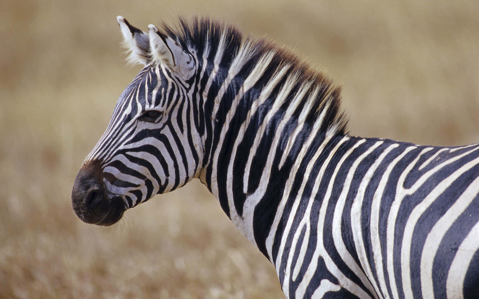 Beautiful Wildlife 桌布 壁紙 — 斑馬頭部和頸部的特寫，在模糊的金色稀樹草原背景下顯示出大膽的黑白條紋。