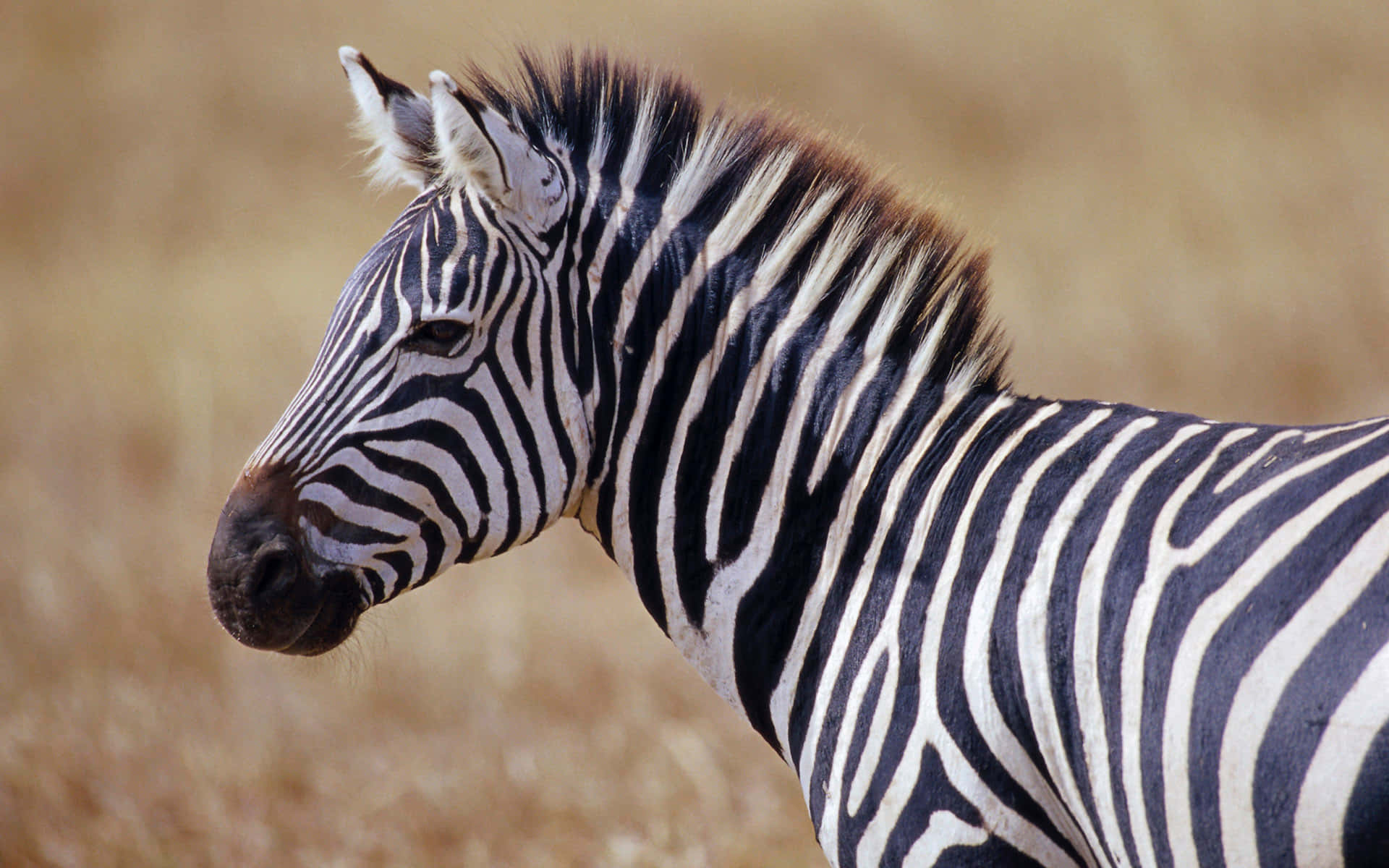 African Wildlife 桌布 壁紙 — 斑馬頭部和頸部的特寫，在模糊的金色稀樹草原背景下顯示出清晰的黑白條紋。