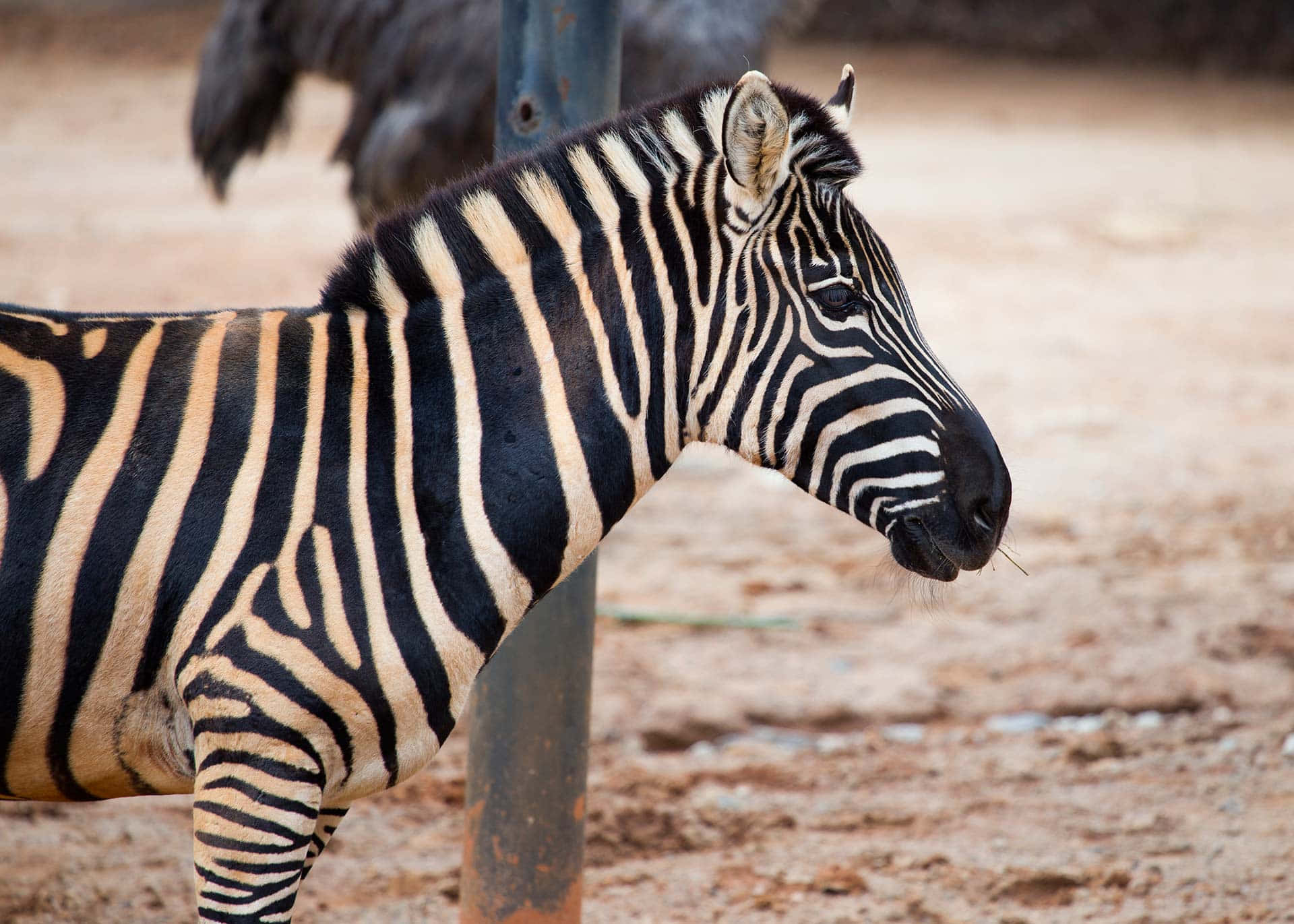 Zebra 桌布 壁紙 — 斑馬頭部和頸部的特寫，顯示其標誌性的黑白條紋，背景是模糊的泥土。