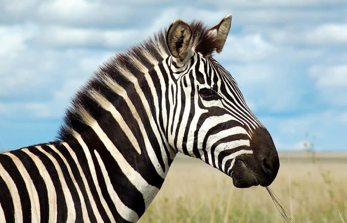 Zebra 桌布 壁紙 — 斑馬頭部和頸部的特寫，顯示其標誌性的黑白條紋，背景是陰天藍天和乾草。
