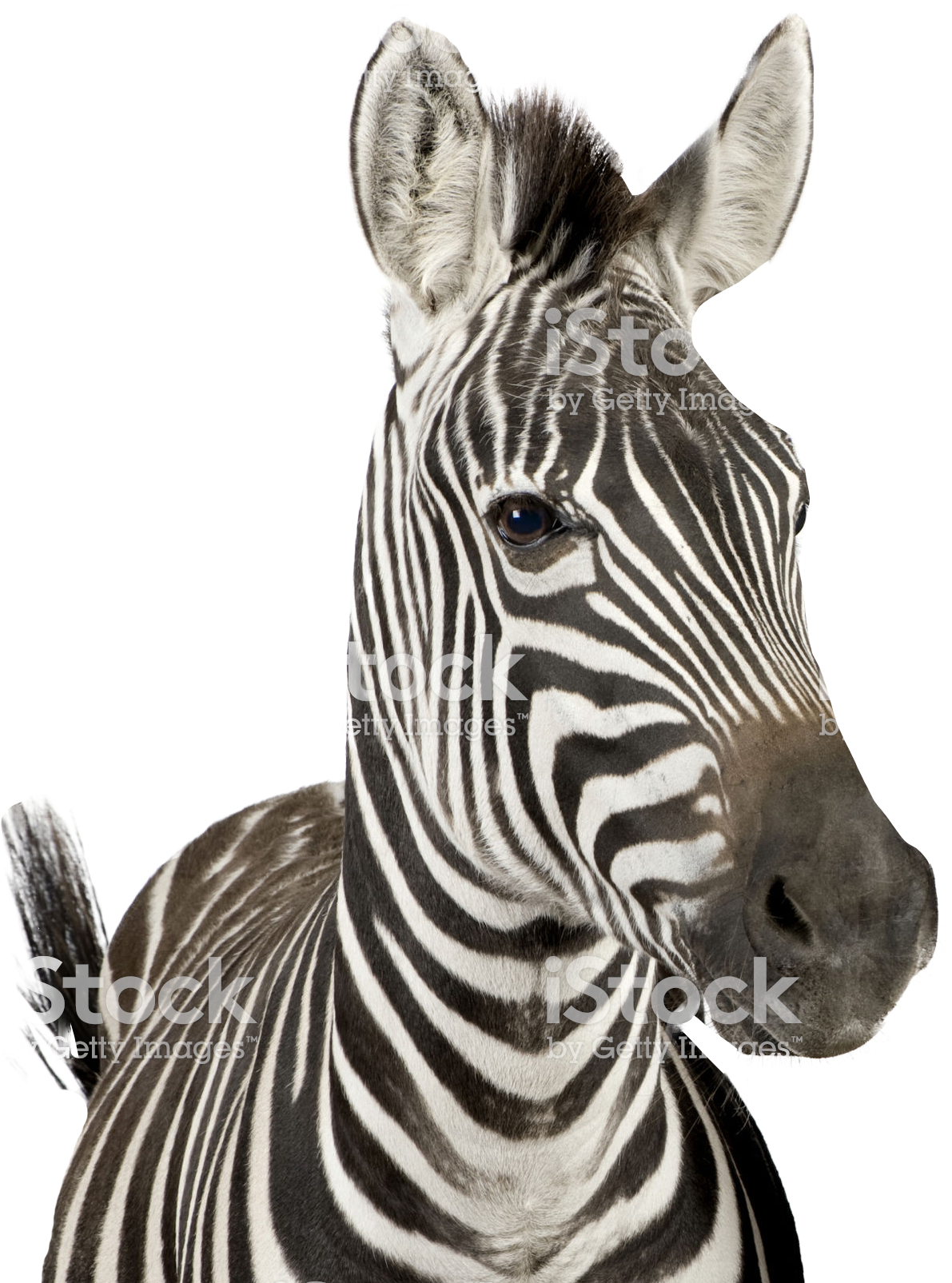 Zebra 桌布 壁紙 — 斑馬頭部和頸部的特寫肖像，以純黑色背景突出其大膽的條紋圖案。
