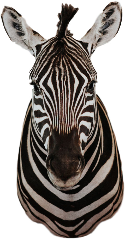 Zebra 桌布 壁紙 — 斑馬頭部和頸部的特寫肖像，以純黑色背景突出其大膽的條紋圖案。