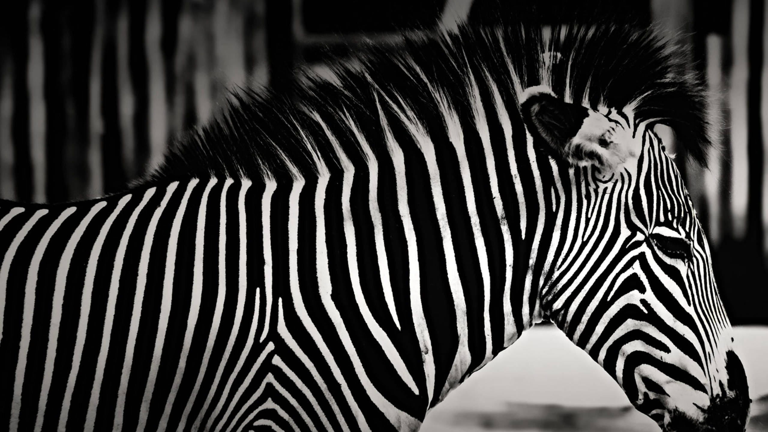 Zebra 桌布 壁紙 — 斑馬頭部和頸部的黑白特寫，展現大膽條紋和強烈眼神。