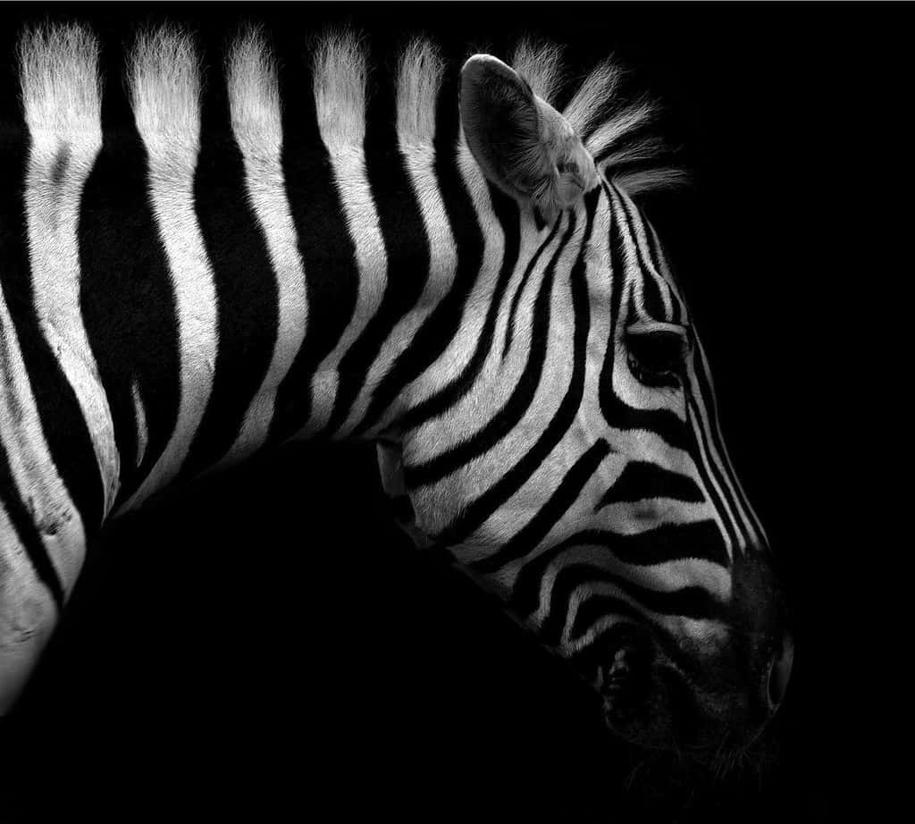 Zebra 桌布 壁紙 — 斑馬頭部和頸部的黑白特寫，背景為純黑色，效果戲劇性。