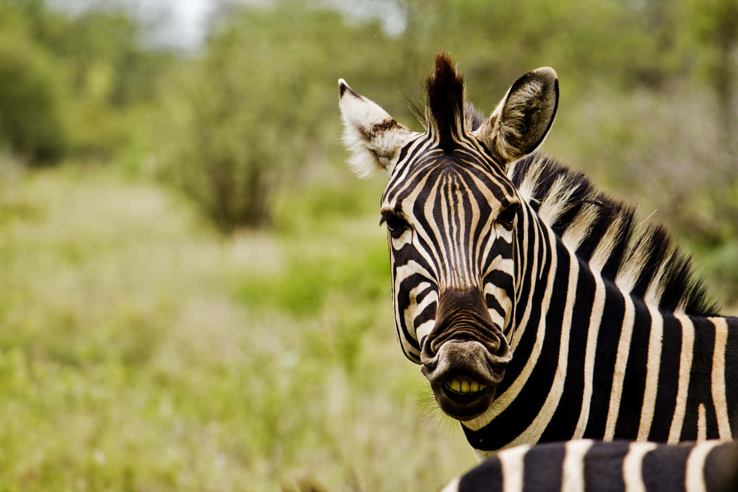 Zebra 桌布 壁紙 — 斑馬頭部特寫，帶有醒目的黑白條紋，在陽光明媚的草地上直視鏡頭。