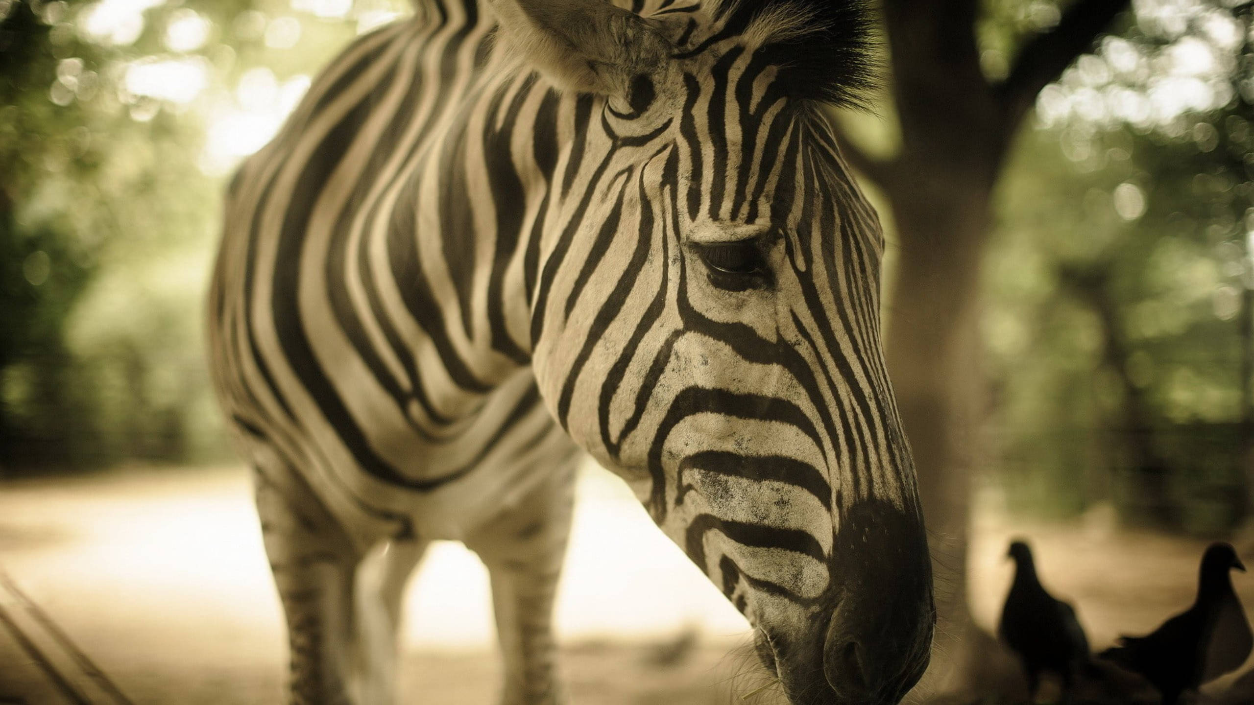 Zebra 桌布 壁紙 — 斑馬頭部特寫，柔和棕褐色調，背景有模糊的樹木和鳥類。