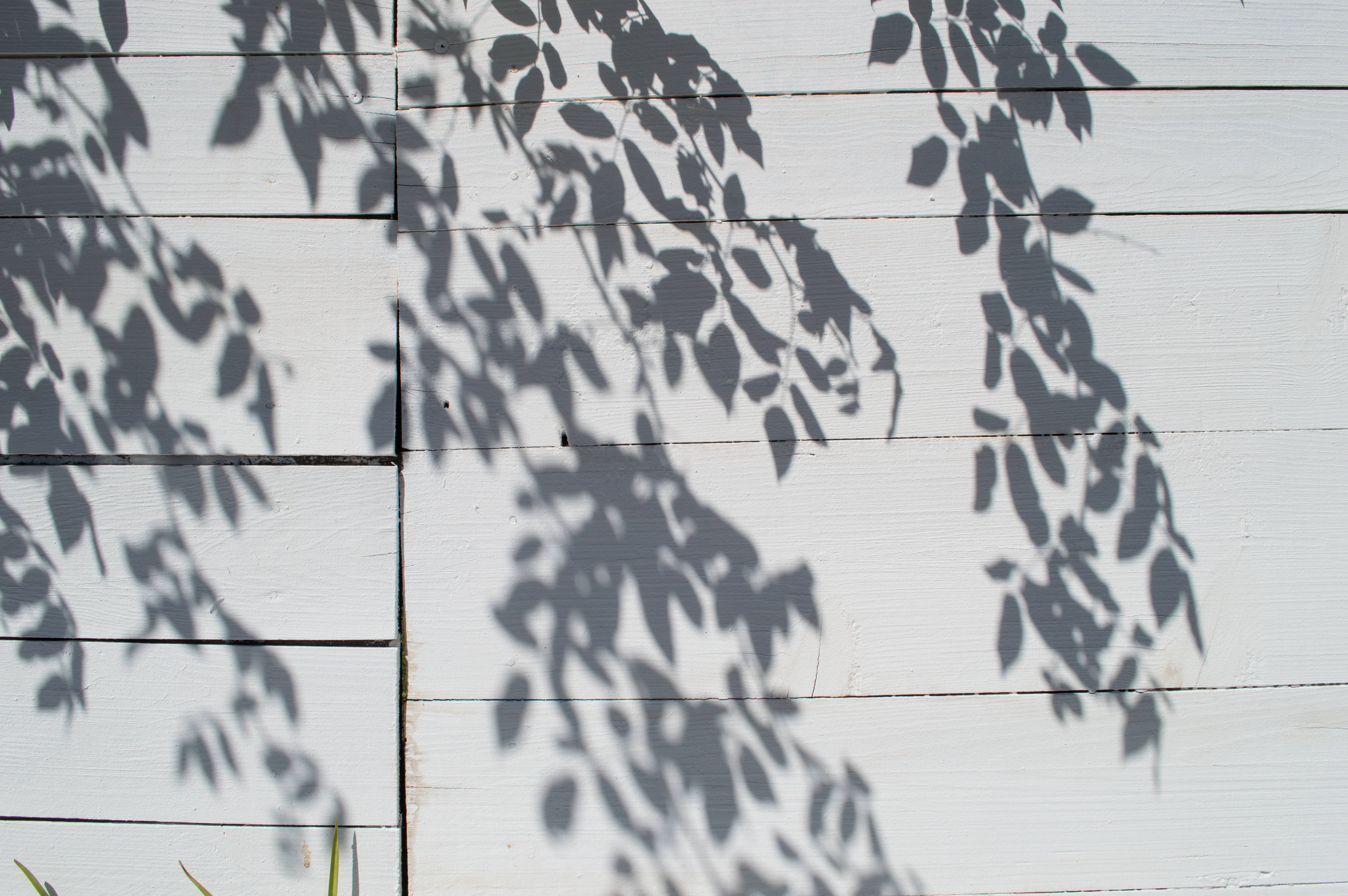 白色美學動圖 桌布 壁紙 — 斑駁的樹葉影子在柔和自然光中，在明亮的白色木牆上舞動。