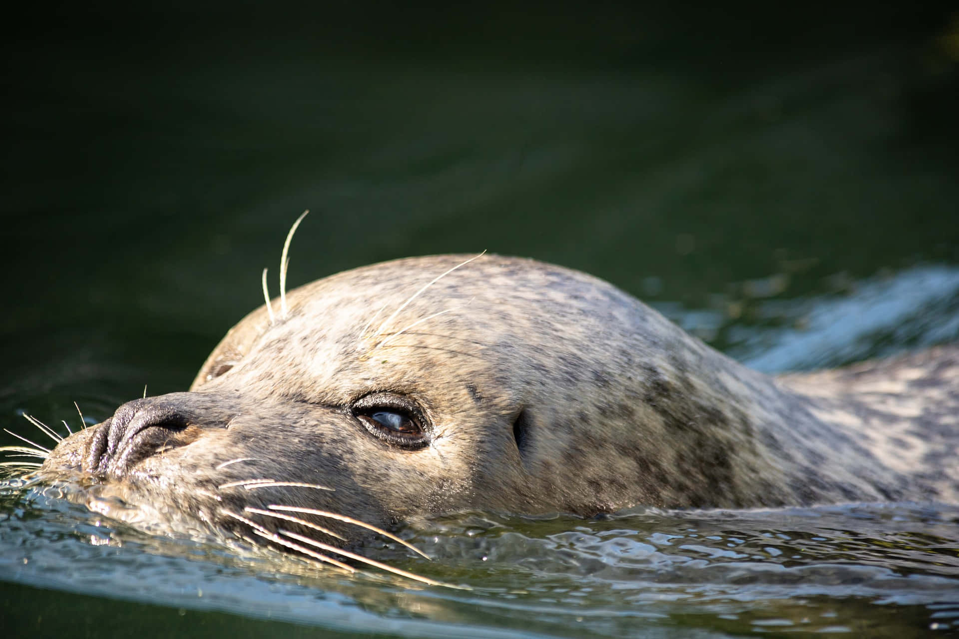 動物 桌布 壁紙 — 斑點海豹頭部從深綠色水中浮出的特寫，帶有鬍鬚和冷靜的眼睛。