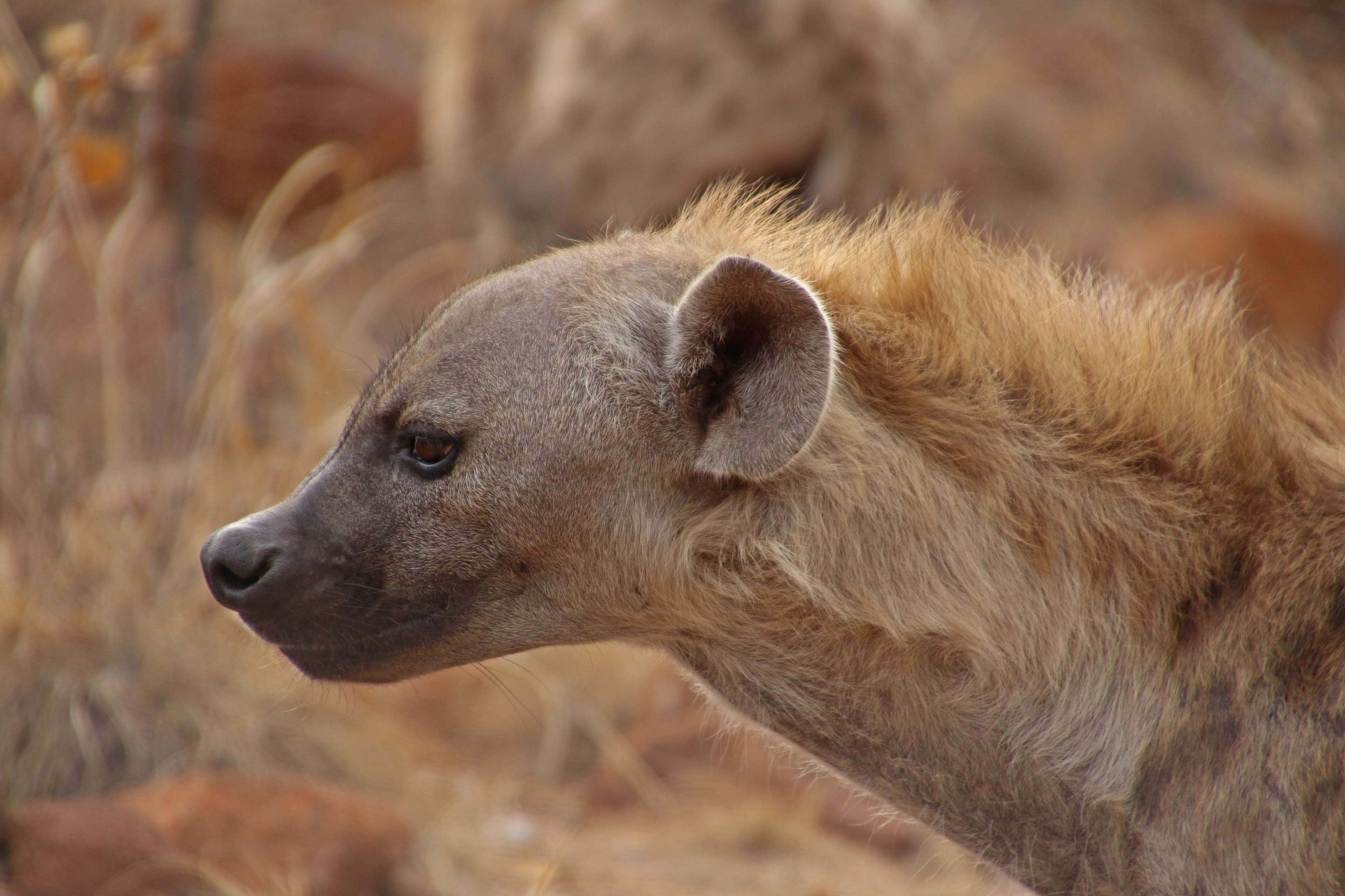 Brown Hyena 桌布 壁紙 — 斑點鬣狗頭部側面特寫，背景為乾草和大地色調。