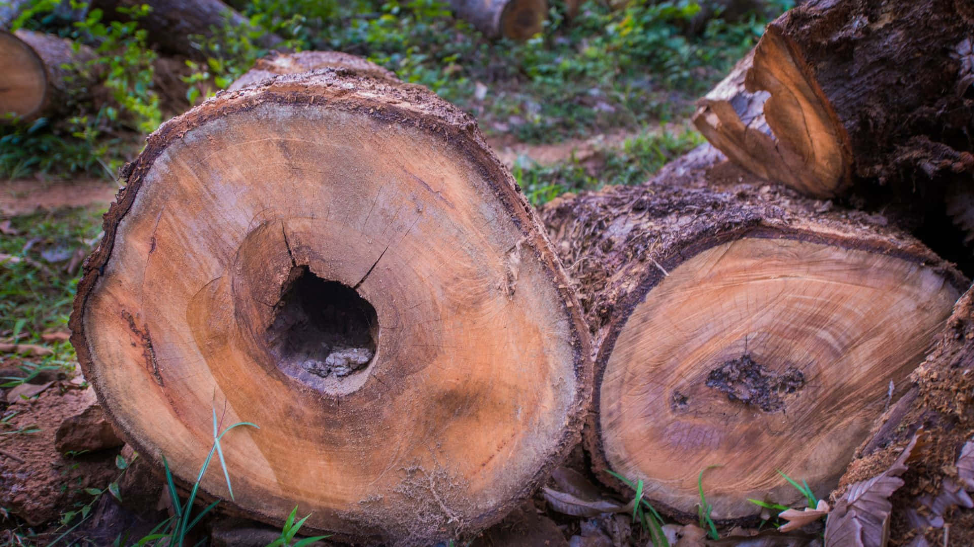 Forest Conservation 桌布 壁紙 — 新砍伐的樹木原木特寫，在綠色森林地面上展現出複雜的木紋和自然年輪。