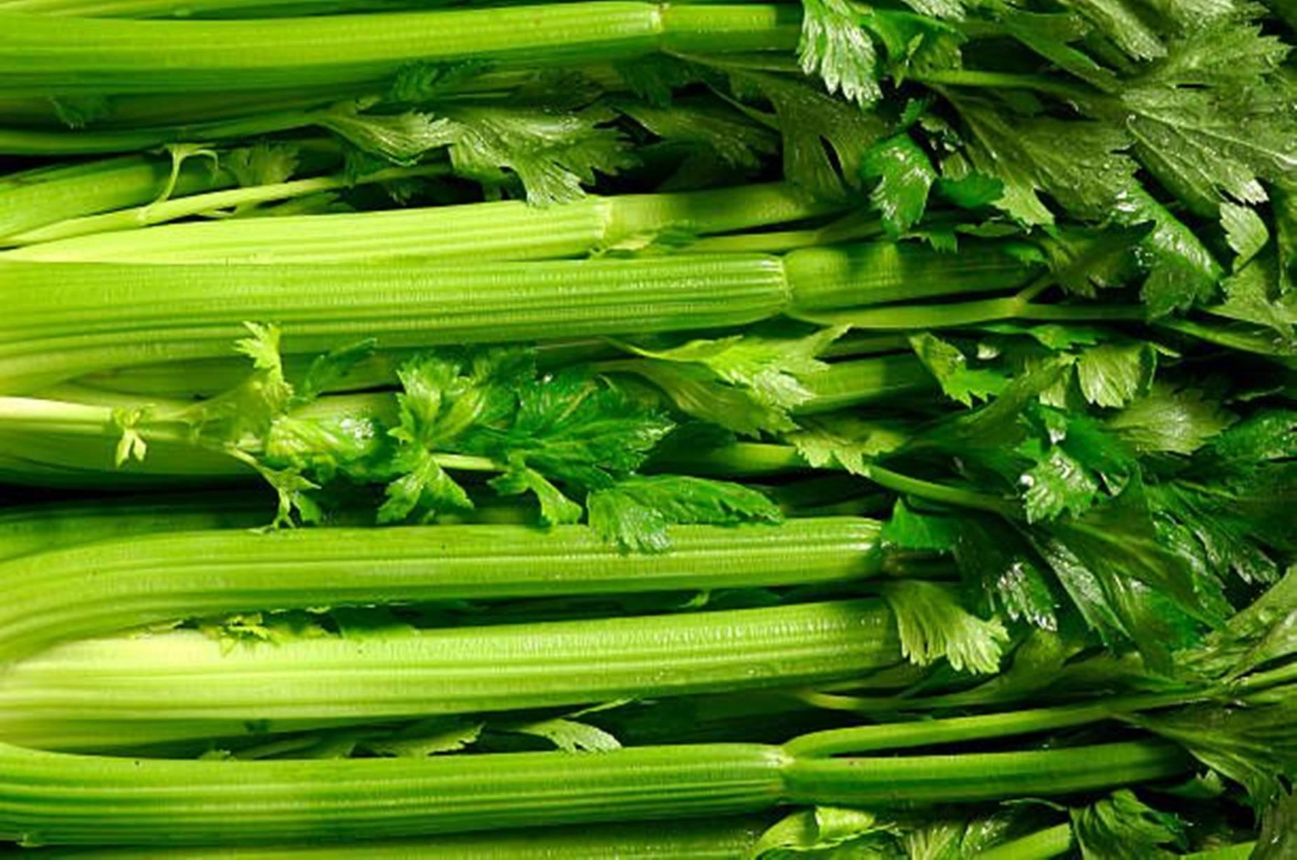 Healthy Food 桌布 壁紙 — 新鮮充滿活力的綠色芹菜莖，帶有葉狀頂部，以密集的特寫視圖排列。
