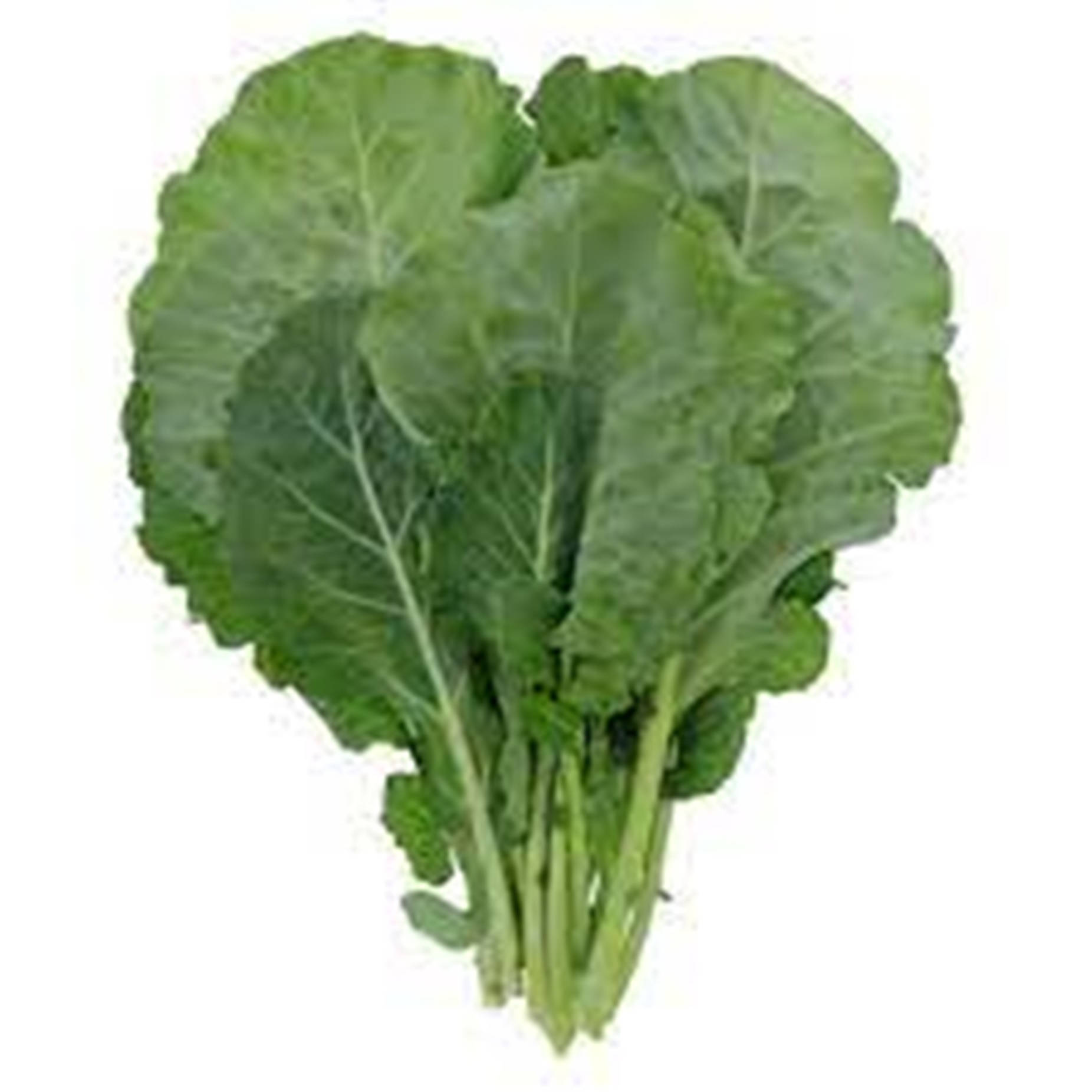 Collard Greens 桌布 壁紙 — 新鮮充滿活力的綠色葉菜，邊緣呈波浪狀，莖部堅實，襯以潔白背景。