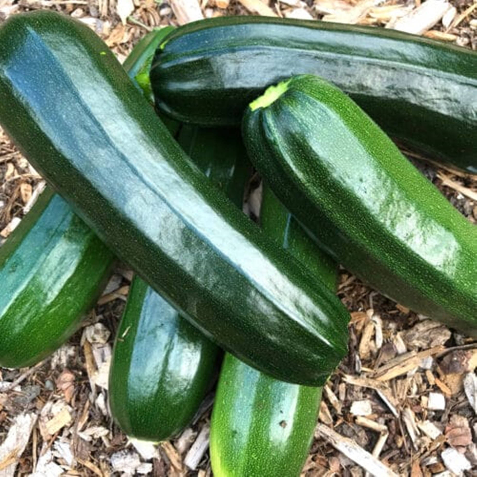 Healthy Food 桌布 壁紙 — 新鮮光澤的綠色櫛瓜放在花園環境中的淺棕色木屑床上。