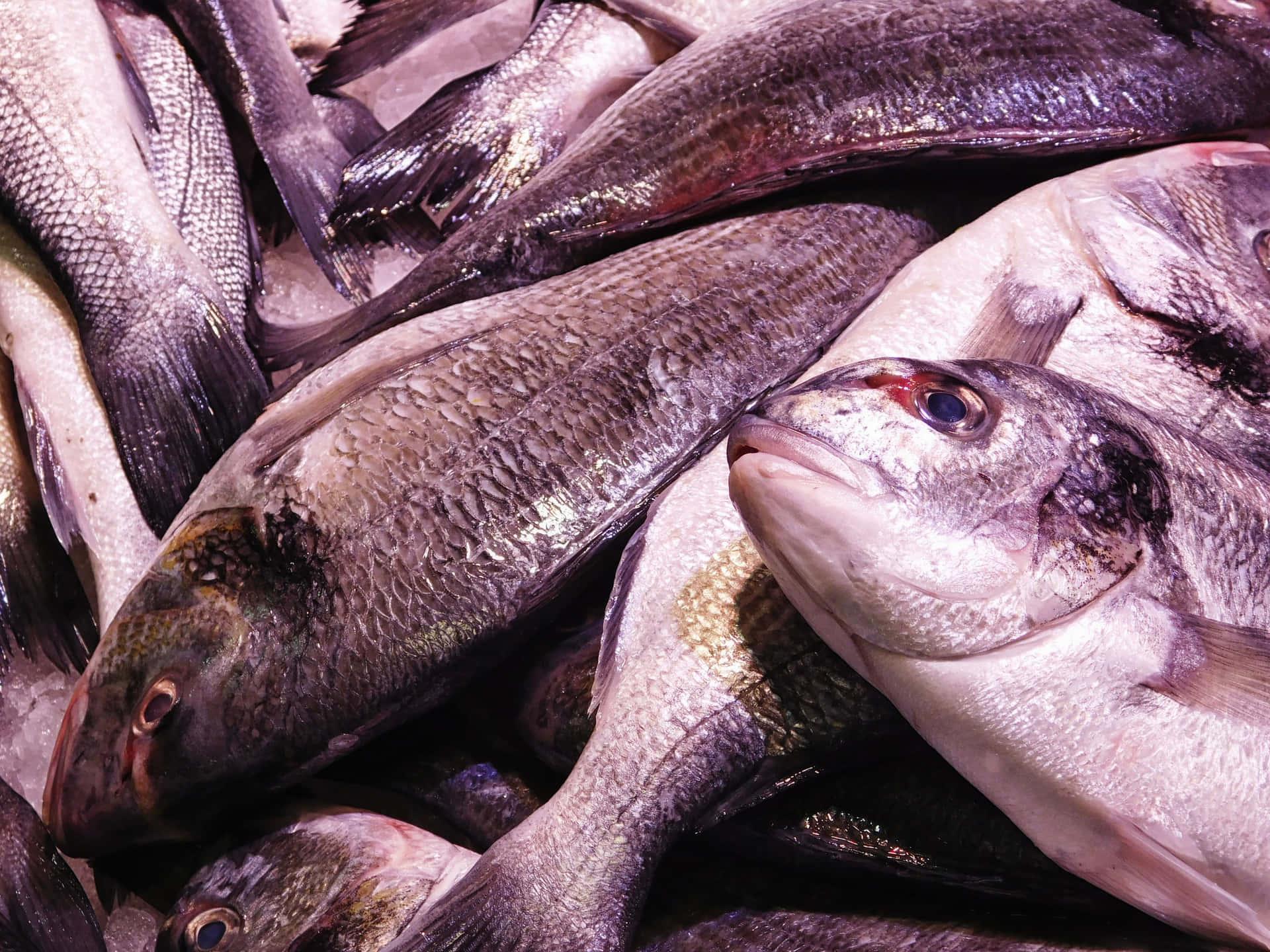Fish 壁紙 — 新鮮全魚，魚鱗閃亮，嘴巴張開，堆疊在市場攤位的冰上。