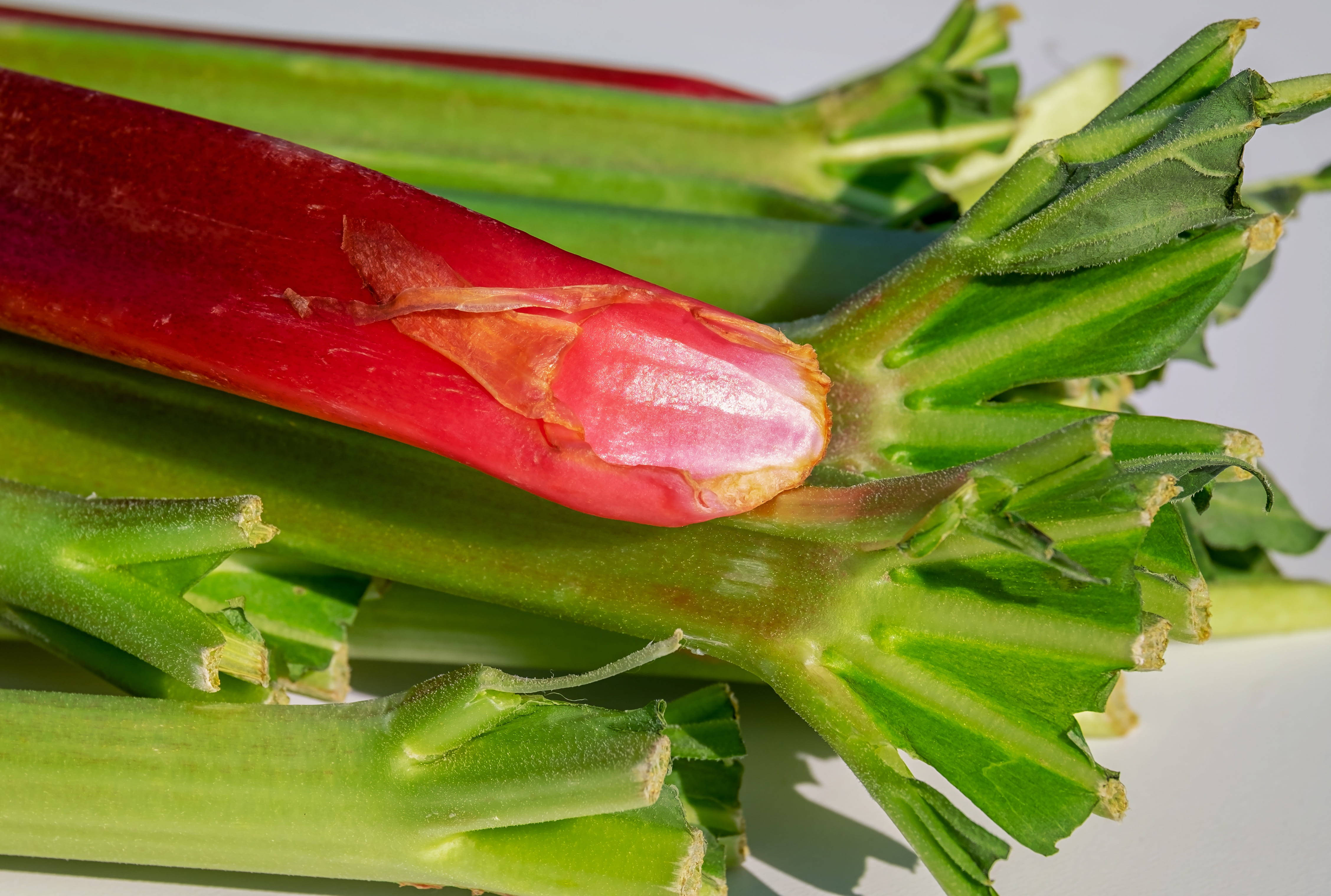 Rhubarb 桌布 壁紙 — 新鮮大黃莖的特寫，帶有鮮紅色的莖和綠色的葉子，背景為潔淨的白色。