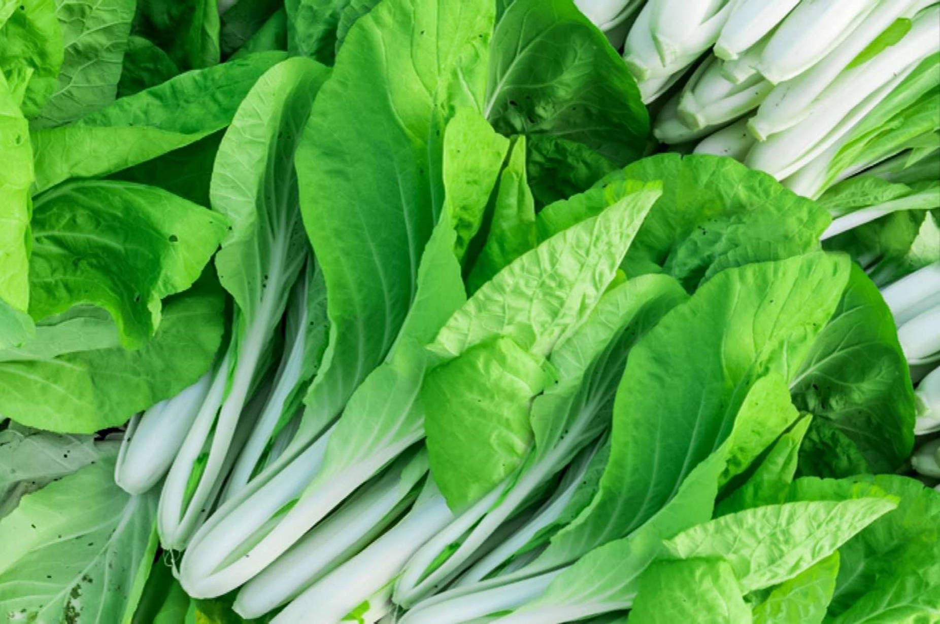 Vegetables 桌布 壁紙 — 新鮮小白菜，白色莖部爽脆，綠色葉子鮮亮，堆疊在一起。