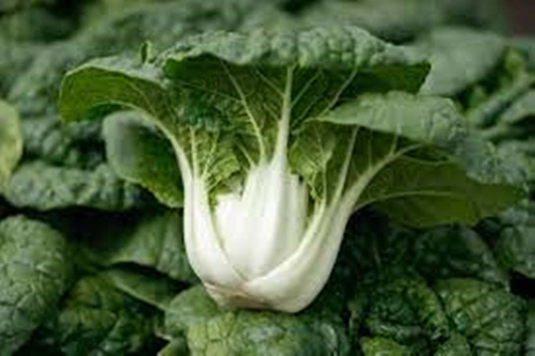 Vegetables 桌布 壁紙 — 新鮮小白菜的近距離特寫，帶有爽脆的白色莖部和鮮綠色的葉子。