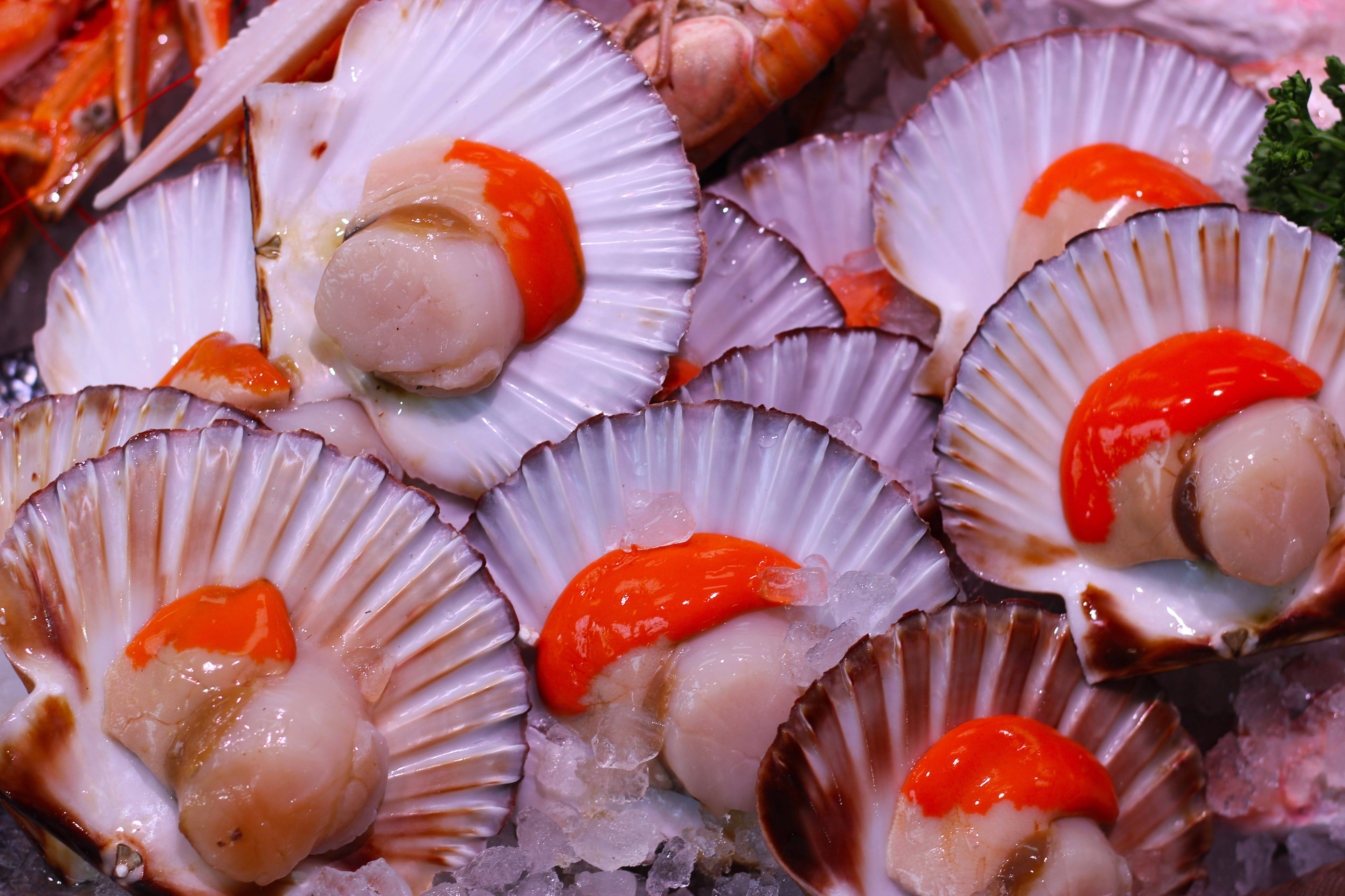 Seashell 桌布 壁紙 — 新鮮帶子連殼，醬汁閃亮，置於碎冰上，在海鮮市場中。