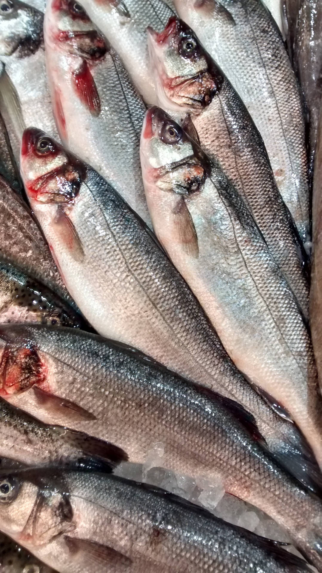 海鮮市場攤位上的冰上鮮魚 — 釣魚 GIF 壁紙
