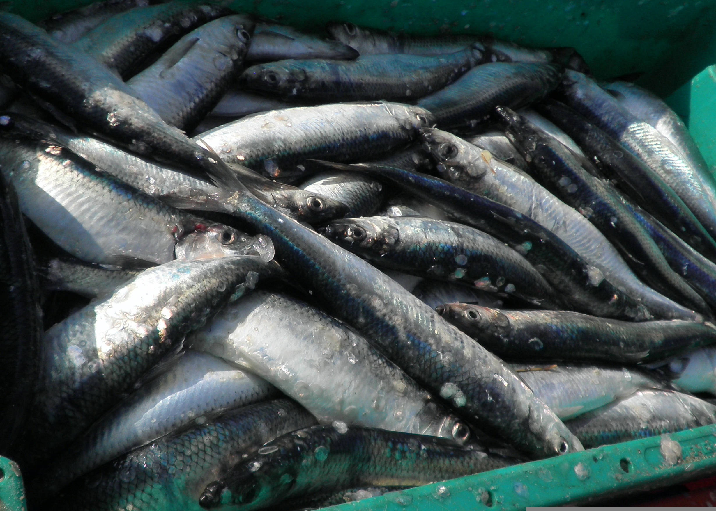 Herring 桌布 壁紙 — 新鮮捕獲的銀色魚類堆放在綠色板條箱中的特寫，魚鱗閃閃發光，眼睛清晰可見。