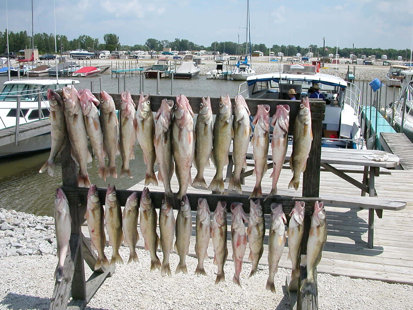 Lake Erie 桌布 壁紙 — 新鮮捕獲的魚掛在木架上，排成一排，旁邊是停滿船隻的碼頭，天空晴朗。