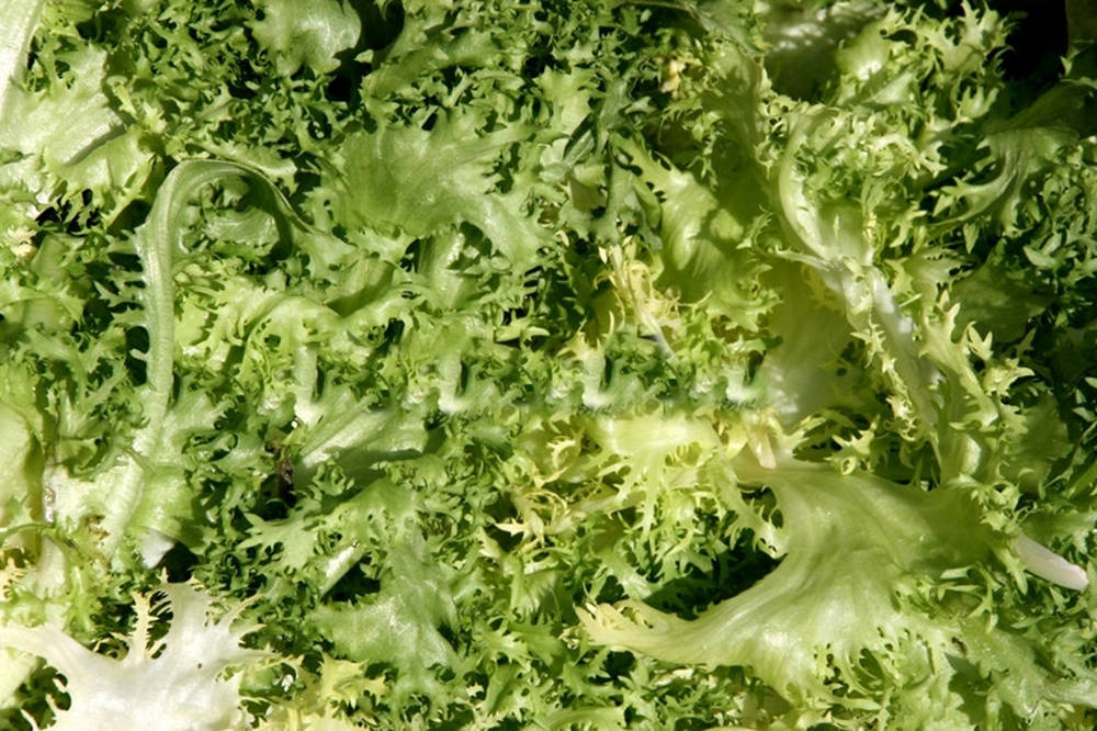 Green Leaves 桌布 壁紙 — 新鮮捲曲綠色生菜葉的特寫，帶有複雜的荷葉邊緣和充滿活力的淺綠色色調。