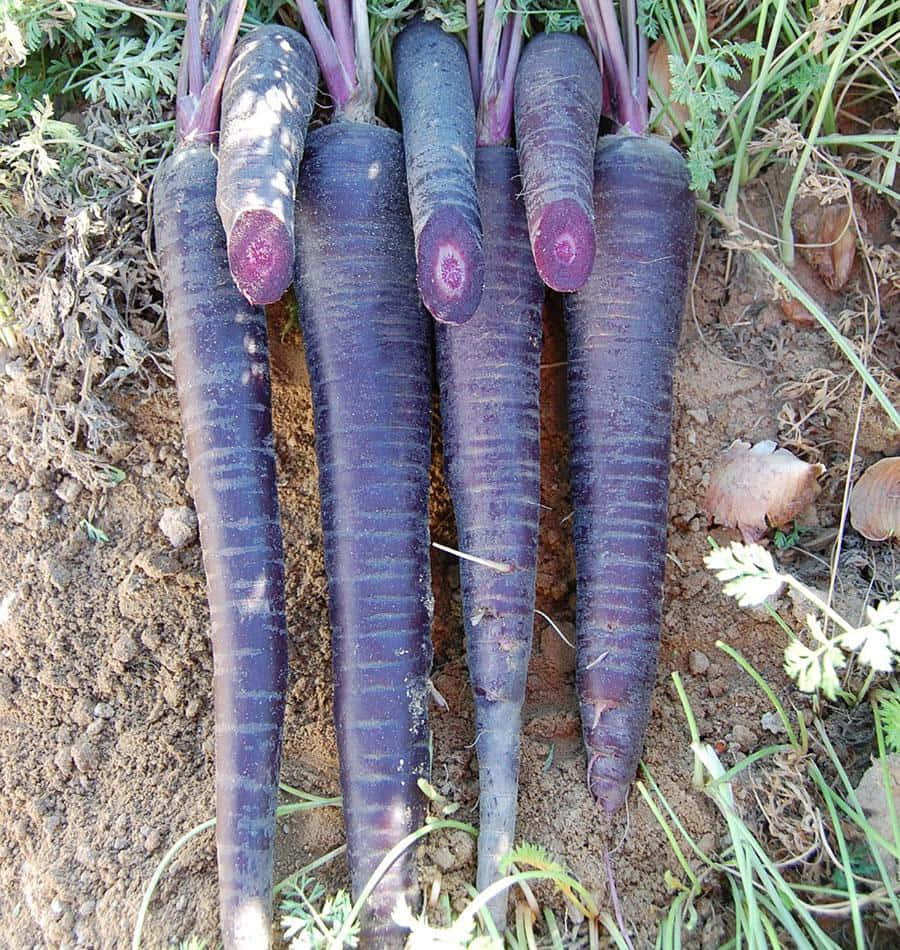 Purple Carrots 桌布 壁紙 — 新鮮收成的紫色胡蘿蔔帶著綠色頂部，躺在肥沃的棕色泥土中，周圍是野草和落葉。