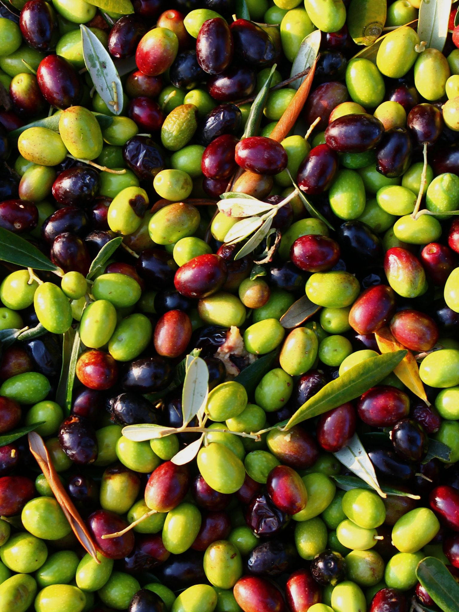 Fruit 桌布 壁紙 — 新鮮收穫的橄欖特寫，呈現充滿活力的綠色和深紫色調，並混合橄欖葉。