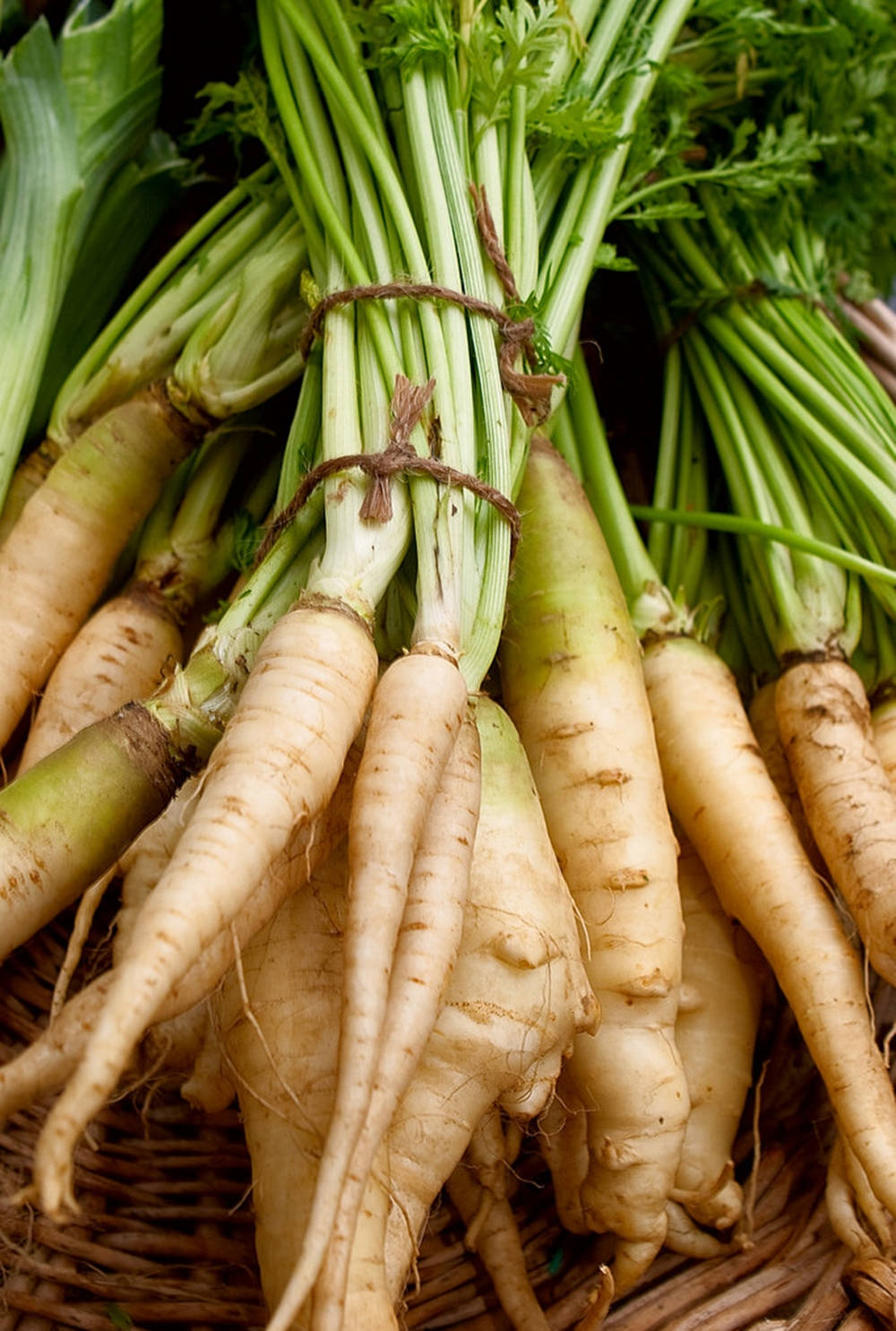 Parsnip 桌布 壁紙 — 新鮮收穫的歐洲防風草，帶有綠色頂部，捆綁成束，放在編織籃中。