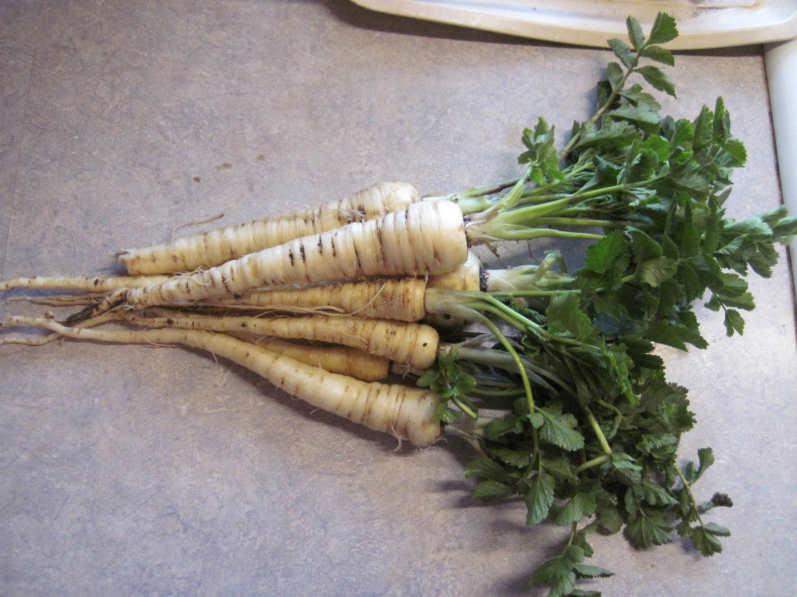 Parsnip 桌布 壁紙 — 新鮮收穫的歐洲防風草，帶有鮮綠色頂部，放在有紋理的檯面上。