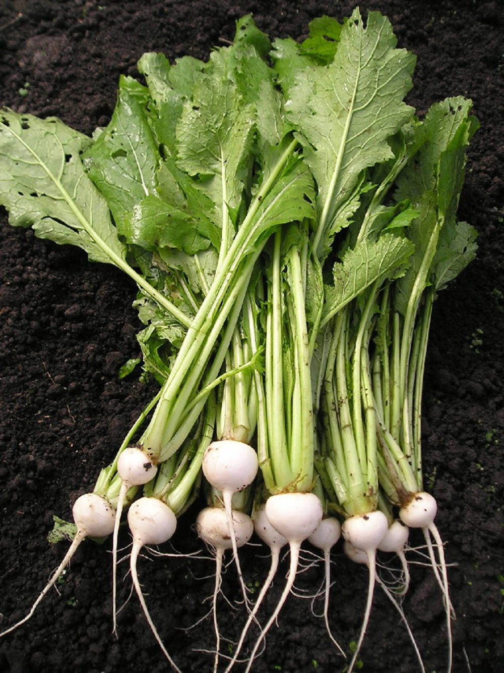 Healthy Food 桌布 壁紙 — 新鮮收穫的白蘿蔔，帶有鮮綠色的葉子，放在肥沃的深色土壤上。