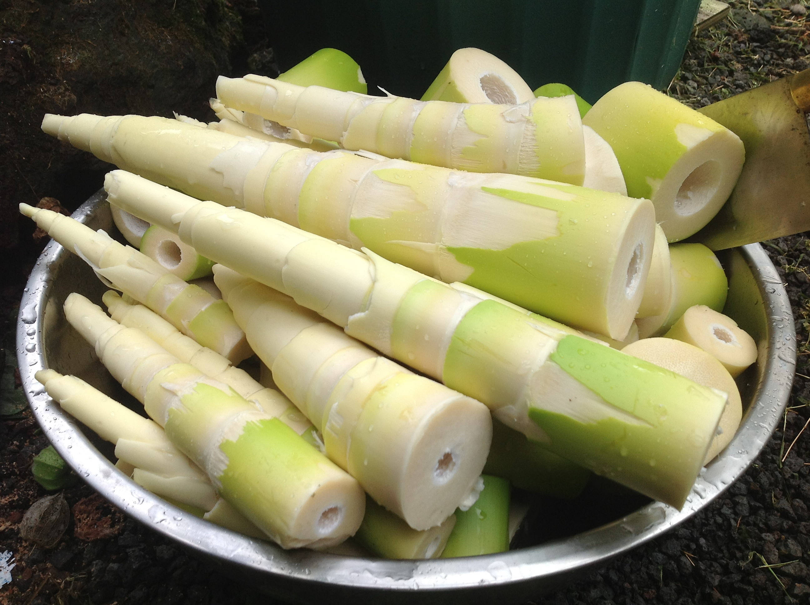 Healthy Food 桌布 壁紙 — 新鮮收穫的竹筍，帶有淡綠色和奶油白色的部分，放在戶外的金屬碗中。
