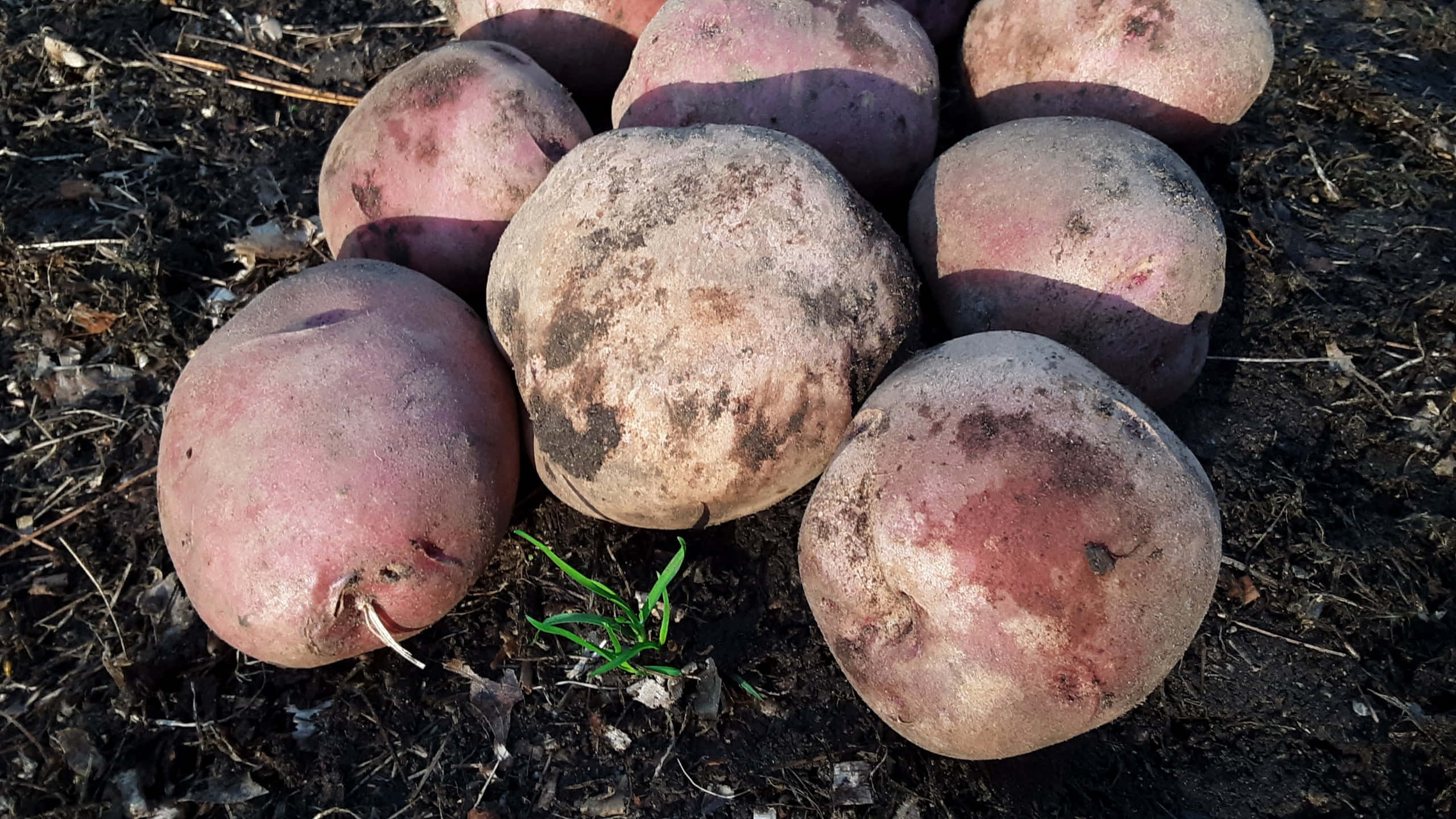Red Potatoes 桌布 壁紙 — 新鮮收穫的紅薯躺在深色泥土中，一根綠色嫩芽探出頭來。