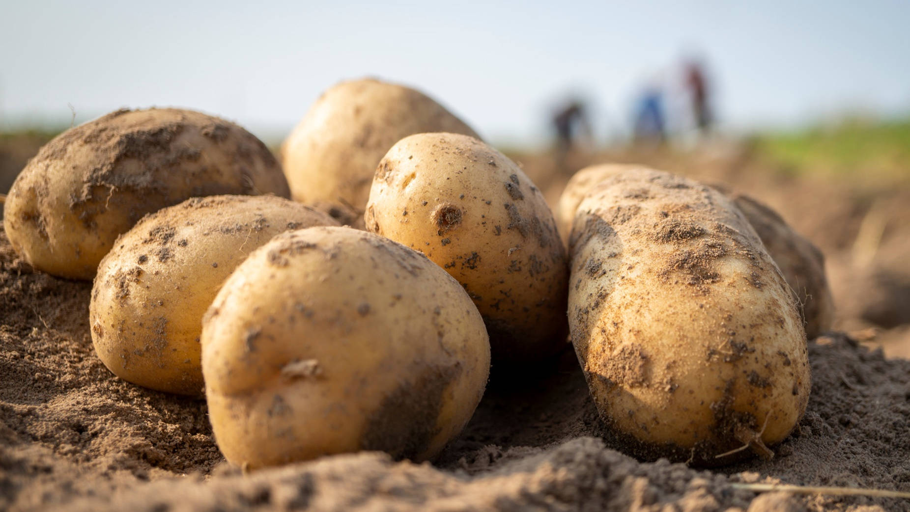 Potato 桌布 壁紙 — 新鮮收穫的馬鈴薯躺在肥沃的土壤中，背景有模糊的農場工人在明亮的日光下工作。