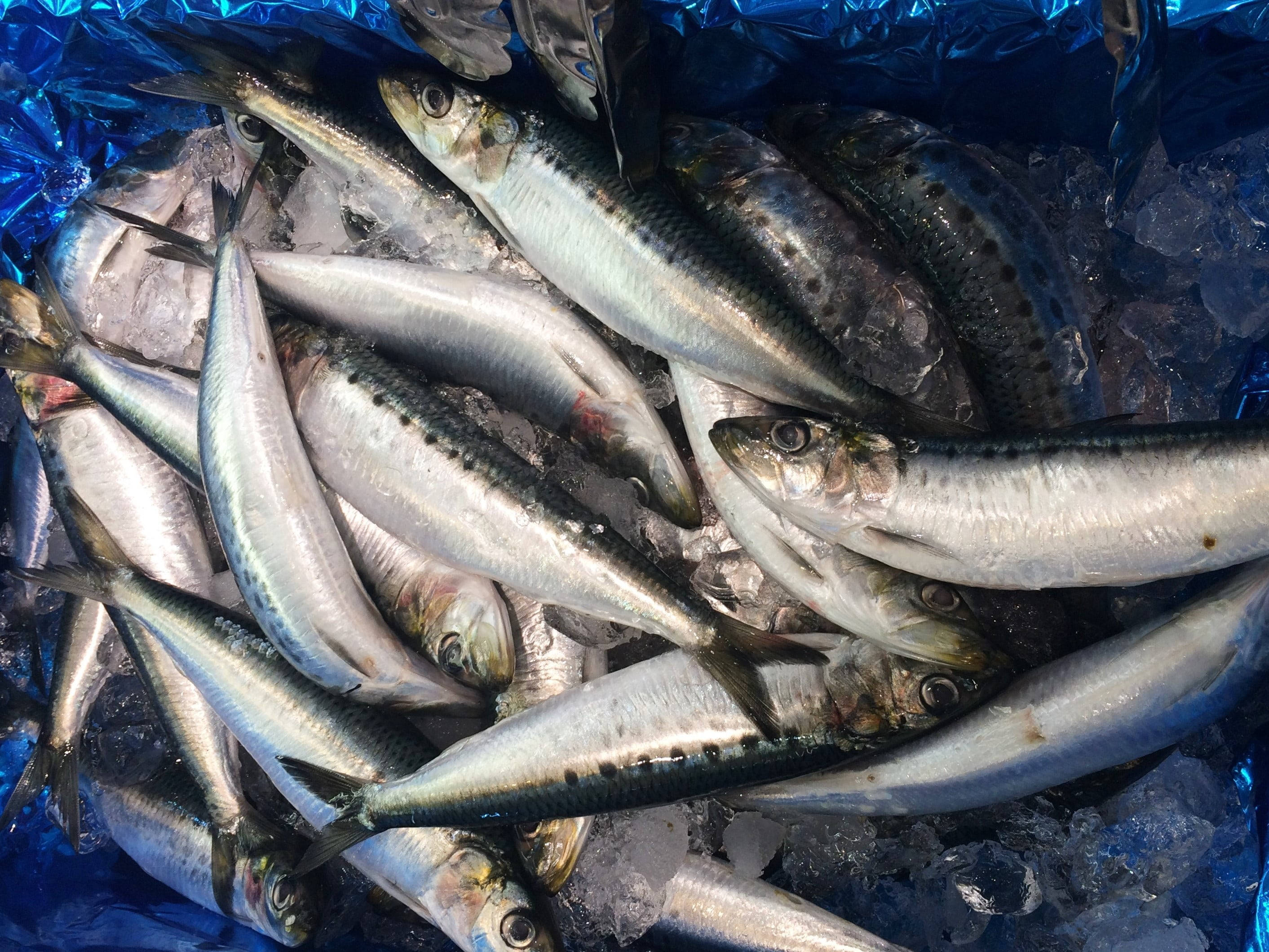 魚 桌布 壁紙 — 新鮮沙丁魚在碎冰上閃閃發光，放在藍色塑膠袋中準備上市。