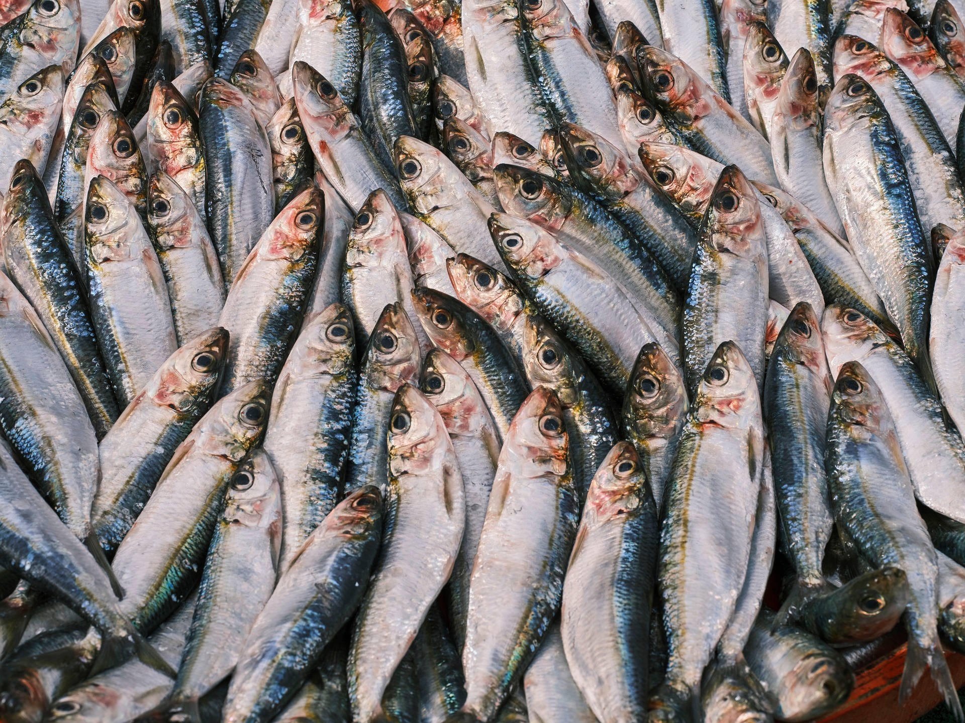 Herring 桌布 壁紙 — 新鮮沙丁魚密集堆疊的特寫，銀色魚鱗和深色眼睛在明亮光線下閃閃發光。
