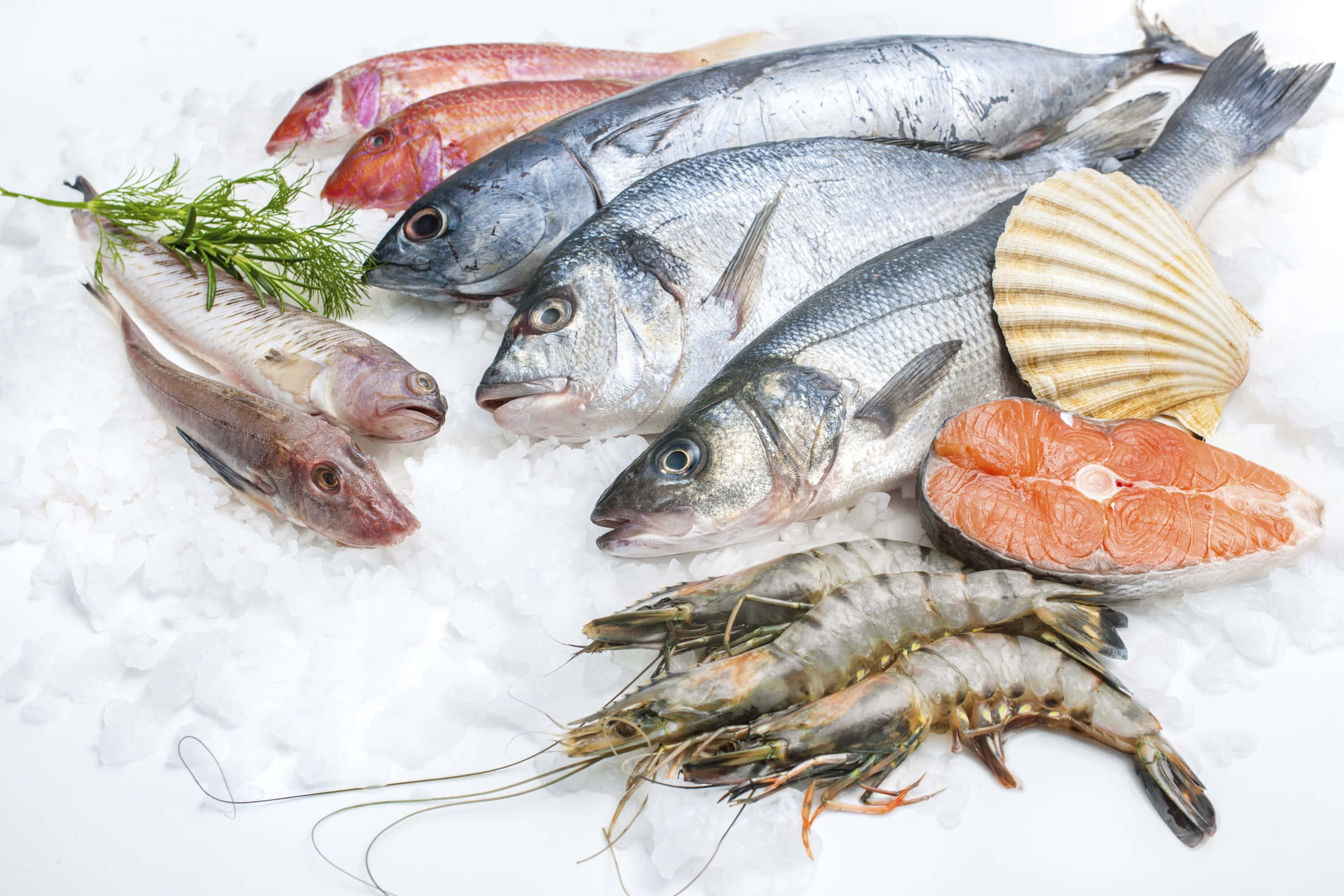 Seafood 桌布 壁紙 — 新鮮海鮮，包括魚、蝦和鮭魚片，排列在碎冰上，配以蒔蘿枝和扇貝殼。