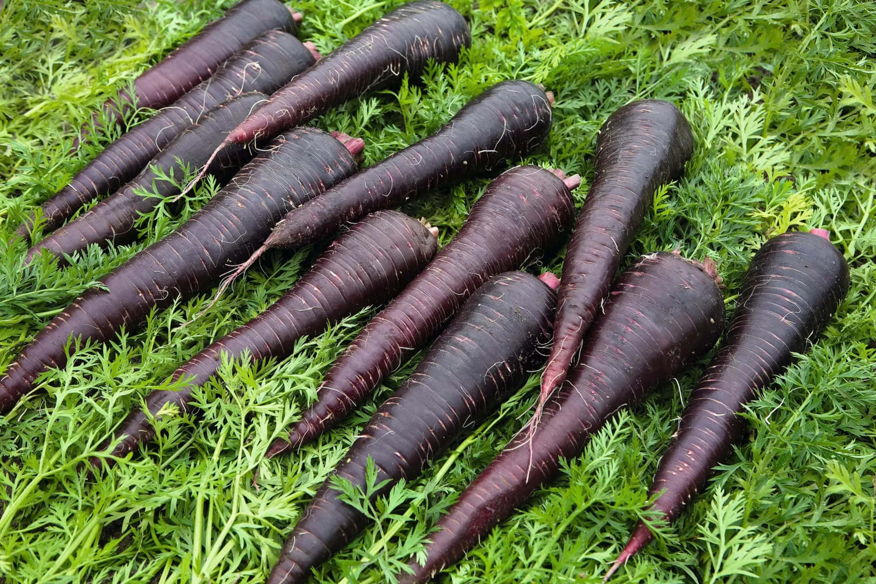 Purple Carrots 桌布 壁紙 — 新鮮深紫色胡蘿蔔帶綠色頂部，放在鮮綠色葉片上，特寫自然場景。
