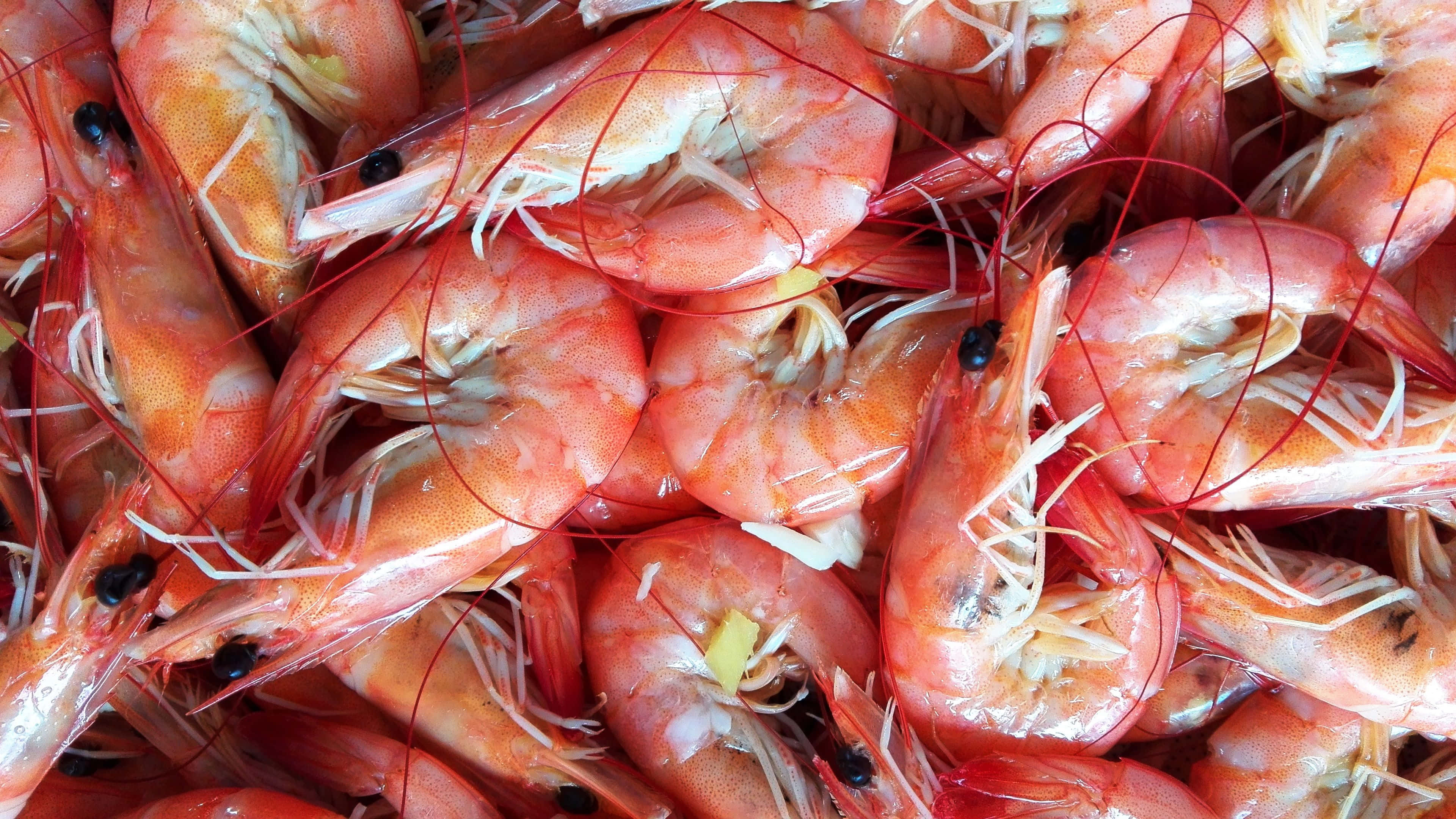 shrimp 桌布 壁紙 — 新鮮煮熟蝦堆疊在一起的鮮豔特寫，顯示半透明粉紅色蝦殼和長長的紅色觸鬚。
