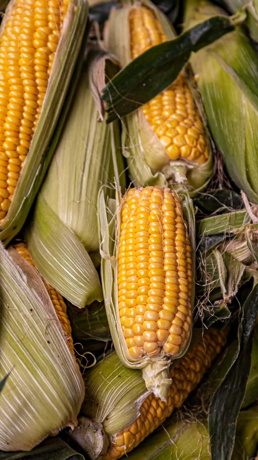 Yellow Corn 桌布 壁紙 — 新鮮玉米棒的近距離特寫，帶有鮮黃色的玉米粒和綠色的外殼。