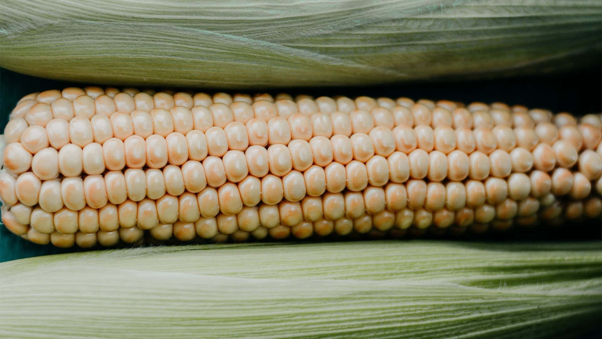 Corn 桌布 壁紙 — 新鮮玉米棒的近距離特寫，淡黃色的玉米粒藏在綠色的苞葉中。